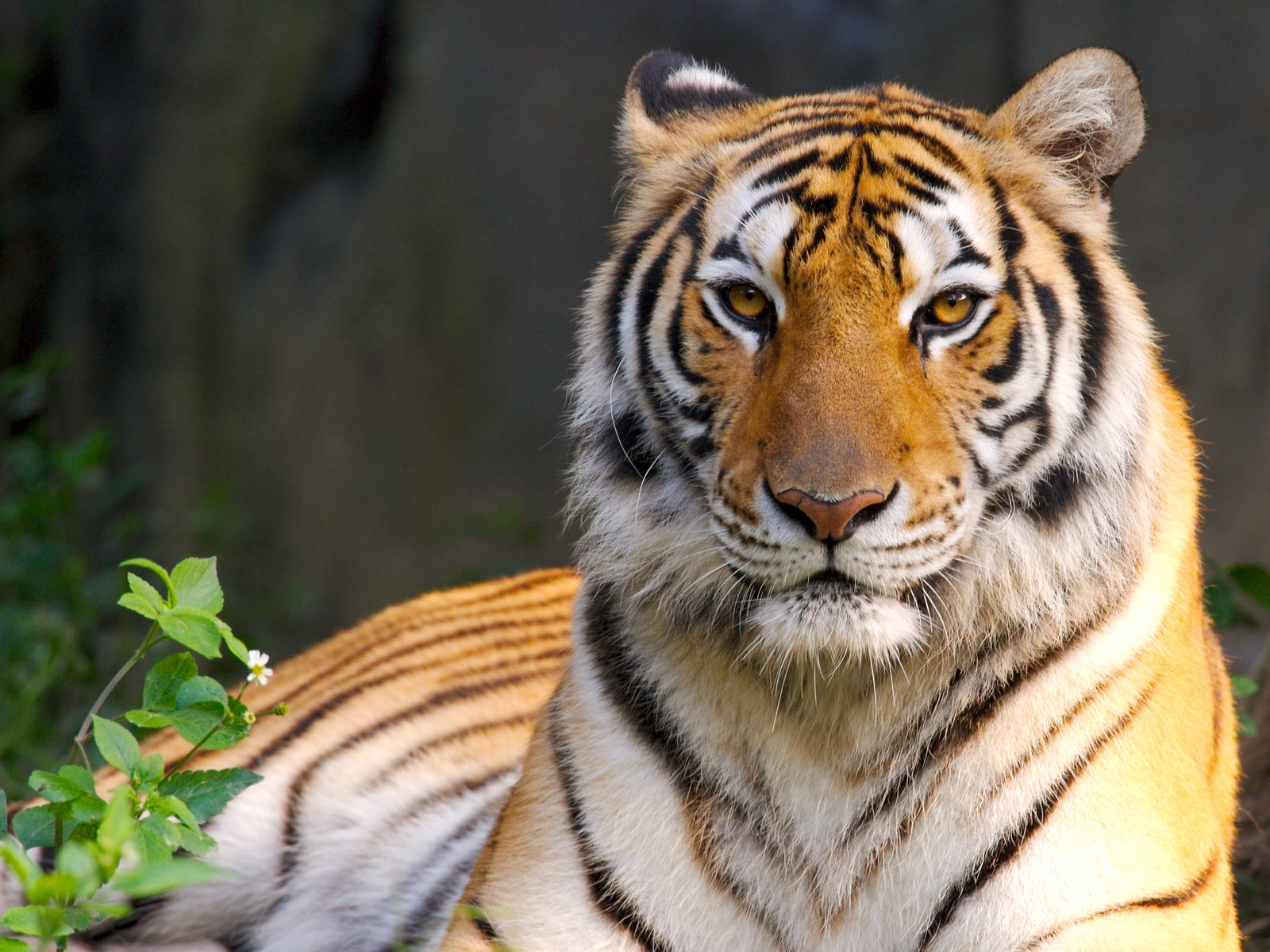 tiertapete hd,tiger,tierwelt,landtier,bengalischer tiger,sibirischer tiger