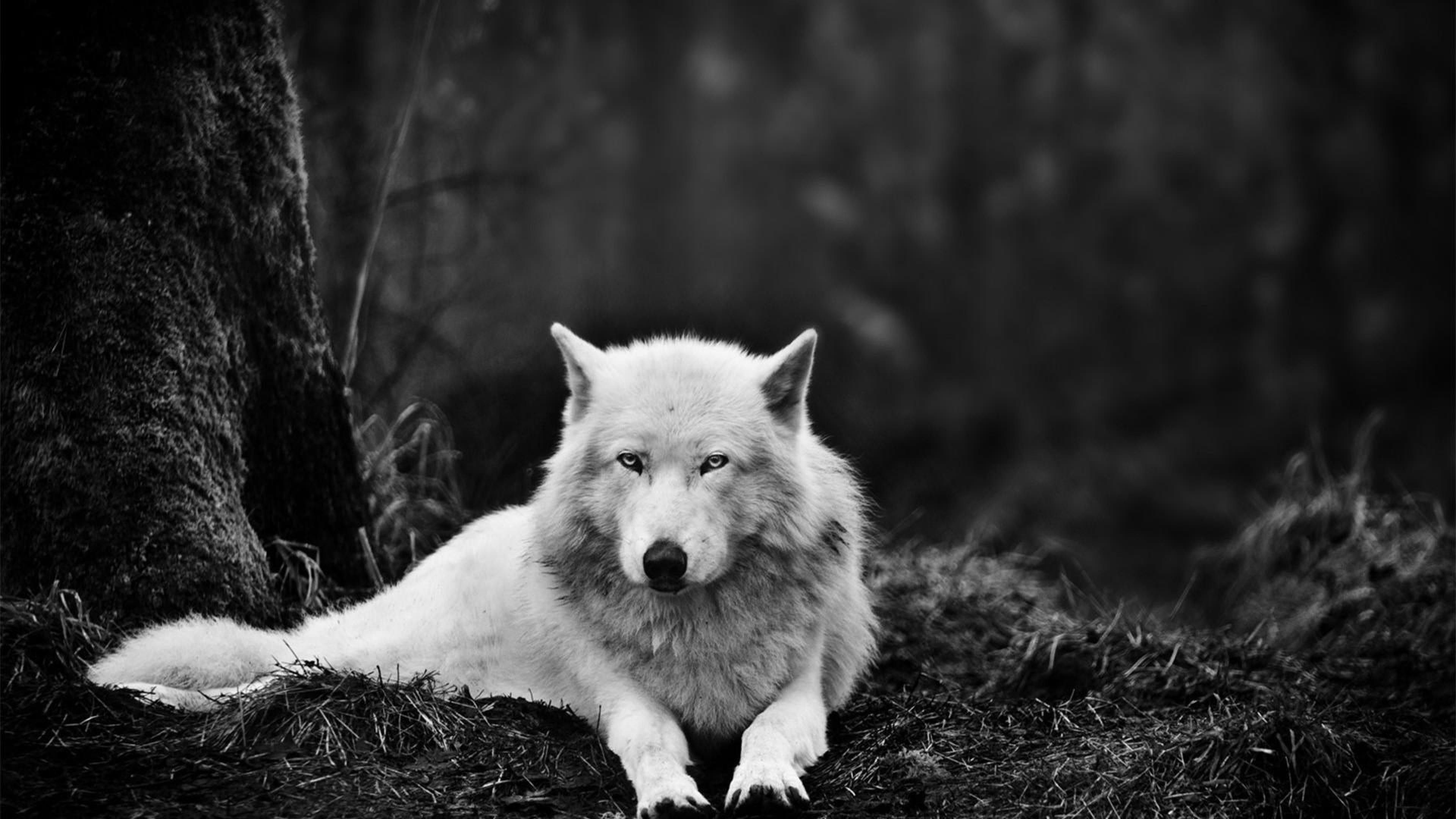 fond d'écran animal hd,blanc,canis lupus tundrarum,noir,noir et blanc,chien