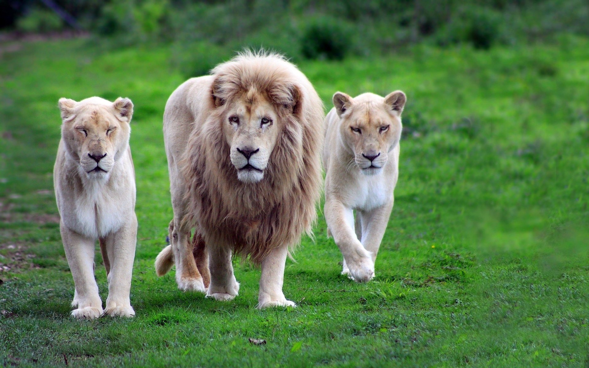 tiertapete hd,löwe,tierwelt,felidae,landtier,große katzen