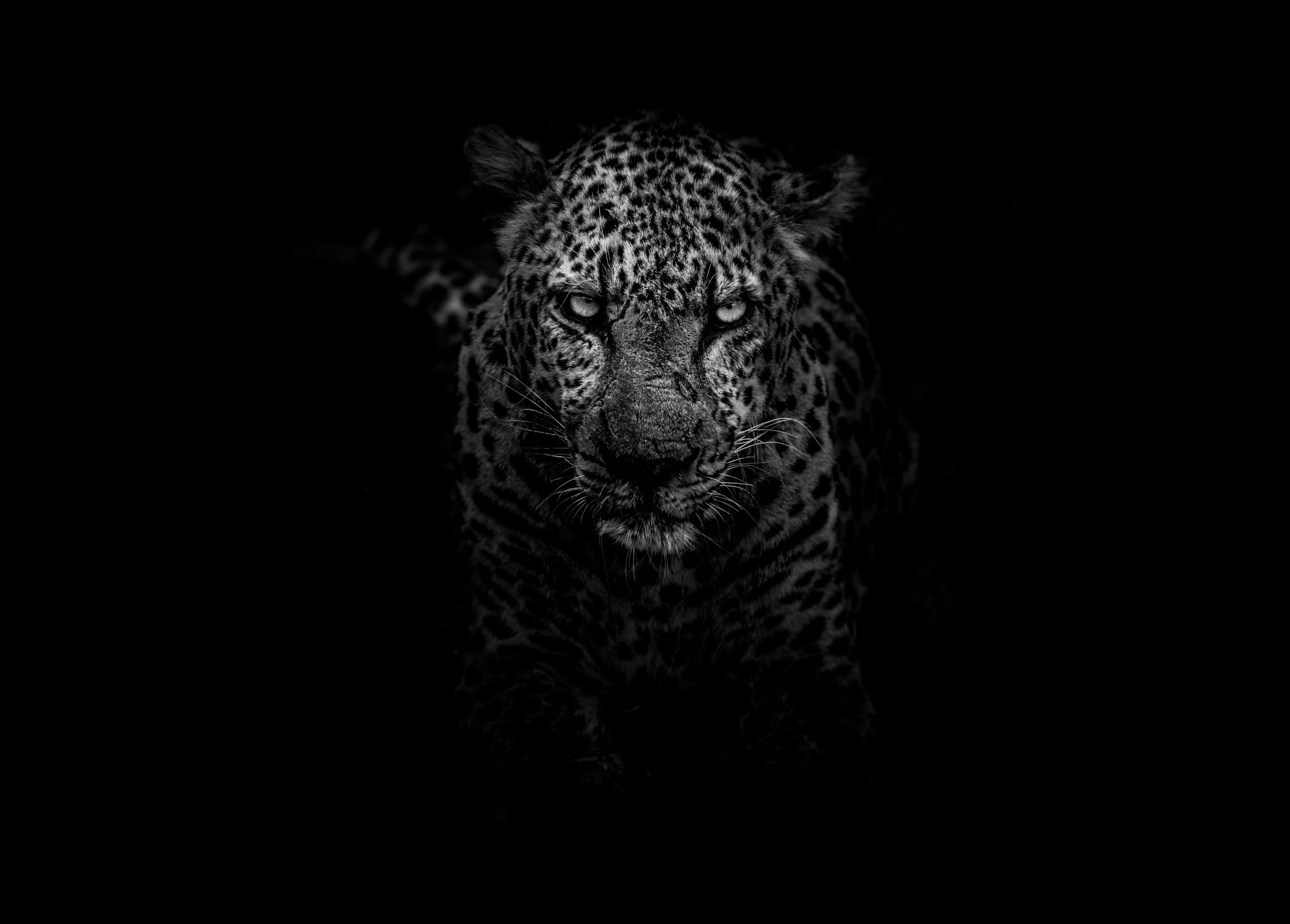 animal wallpaper hd,negro,blanco,oscuridad,felidae,en blanco y negro