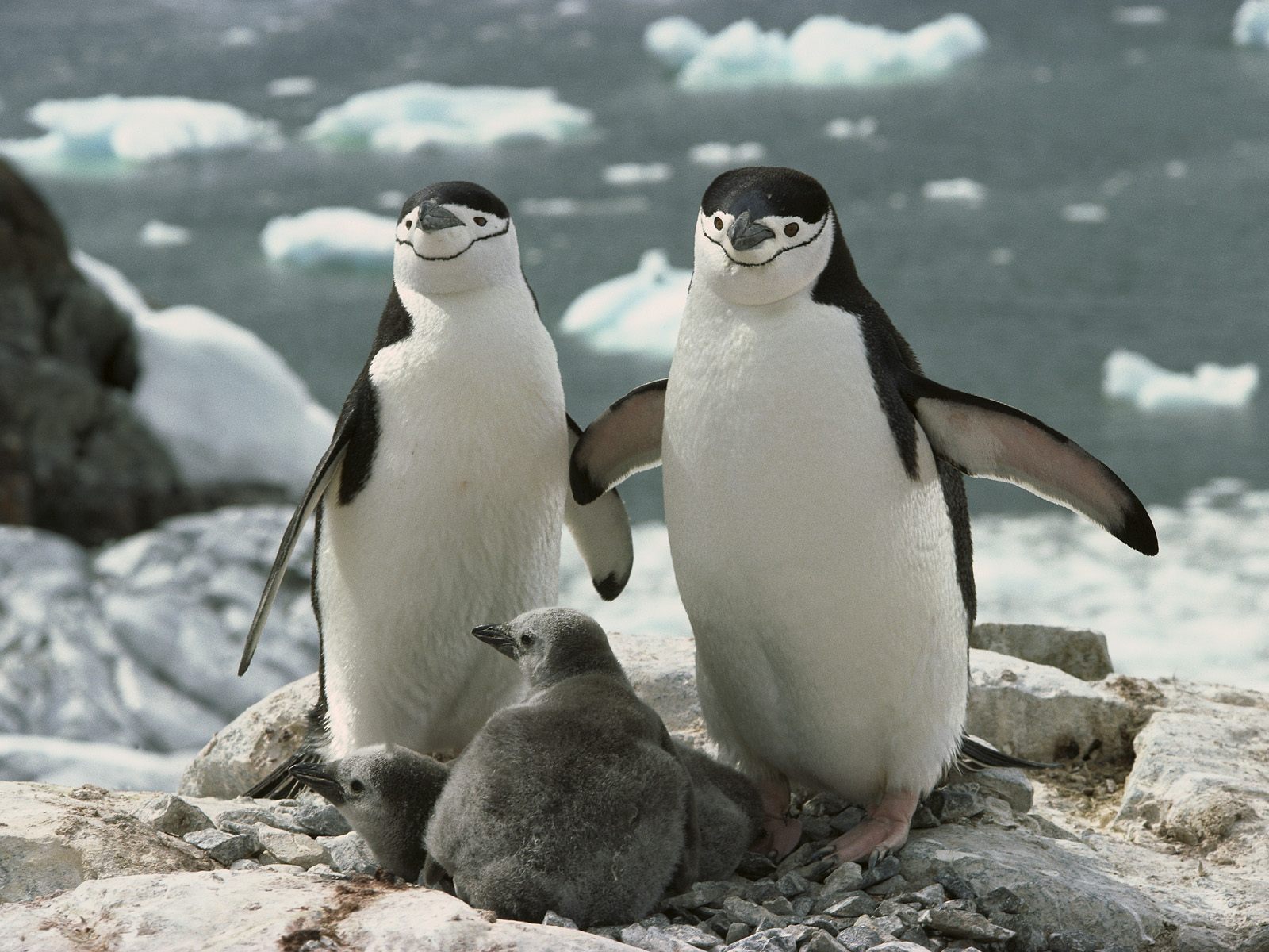動物の壁紙のhd,ペンギン,飛べない鳥,鳥,ジェンツーペンギン,北極
