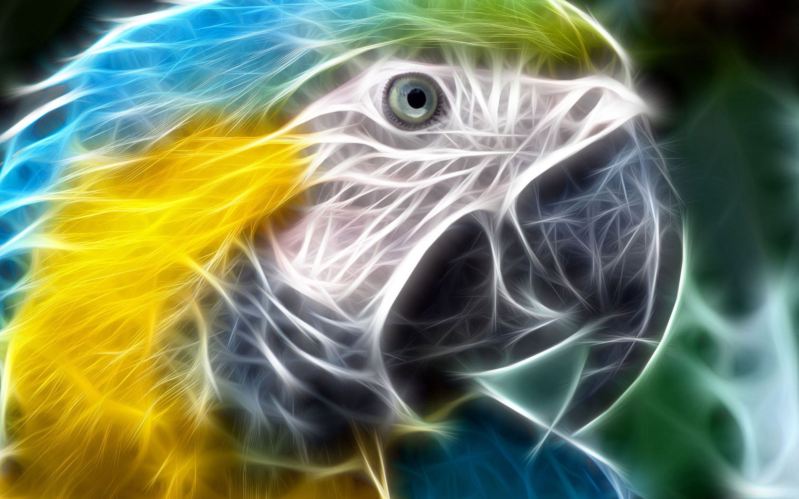 animal wallpaper hd,macaw,bird,parrot,organism,organ