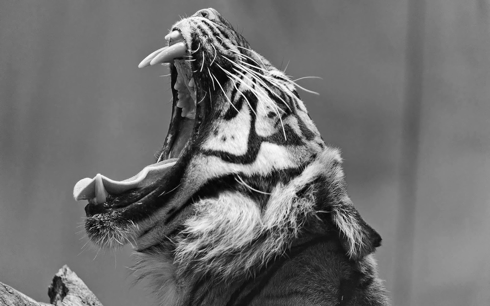 animal wallpaper hd,facial expression,wildlife,black and white,roar,terrestrial animal