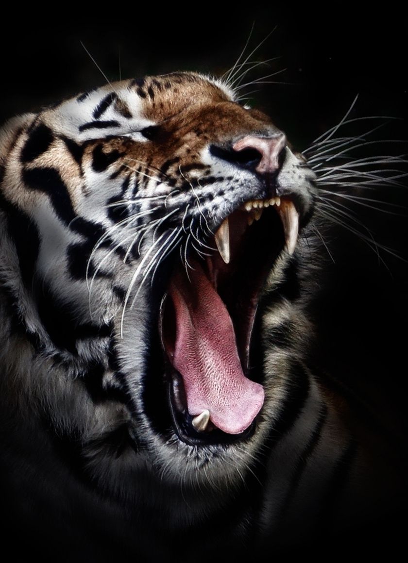 animal wallpaper hd,vertebrate,roar,bengal tiger,felidae,whiskers