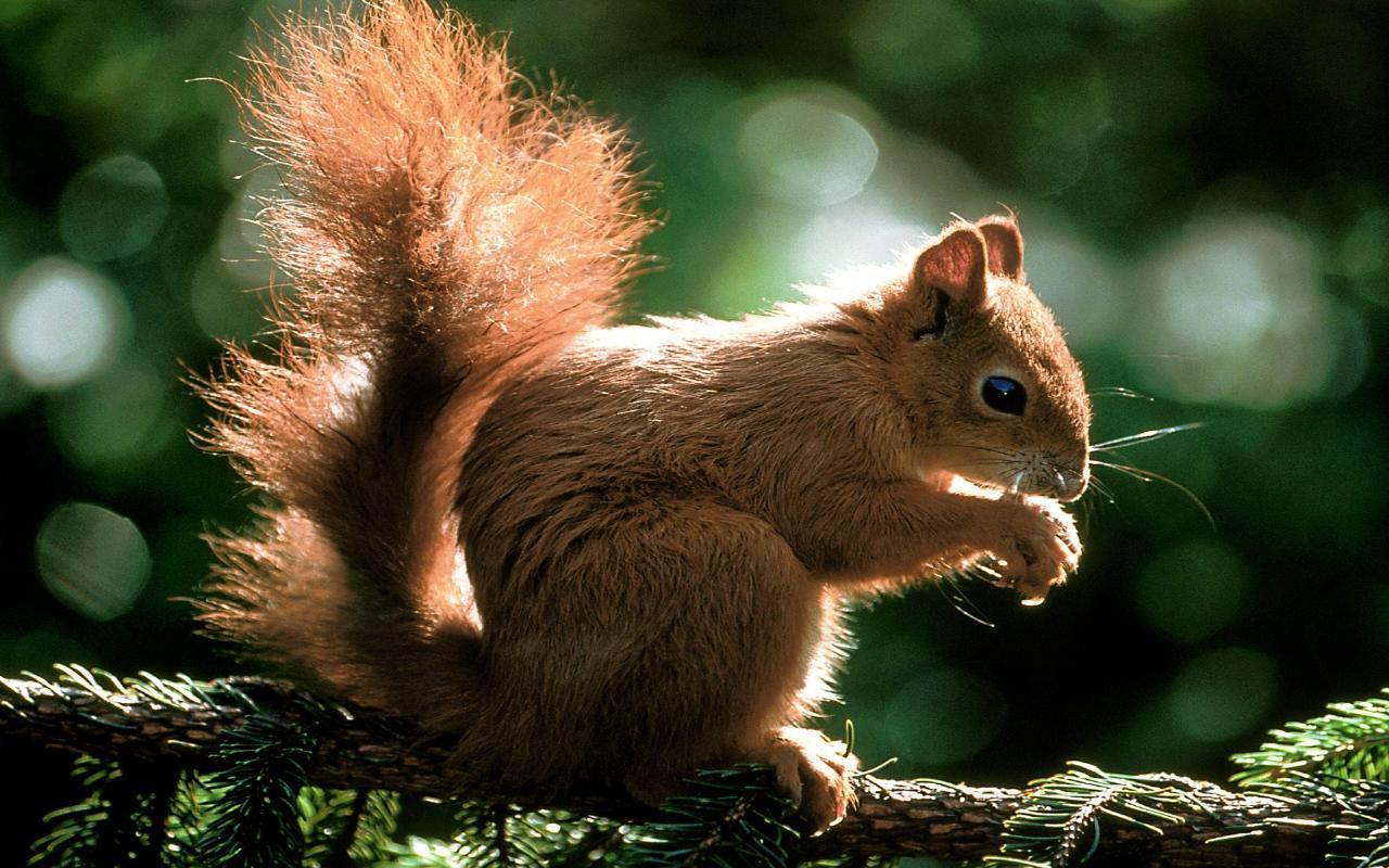 animal wallpaper hd,squirrel,vertebrate,mammal,eurasian red squirrel,fox squirrel