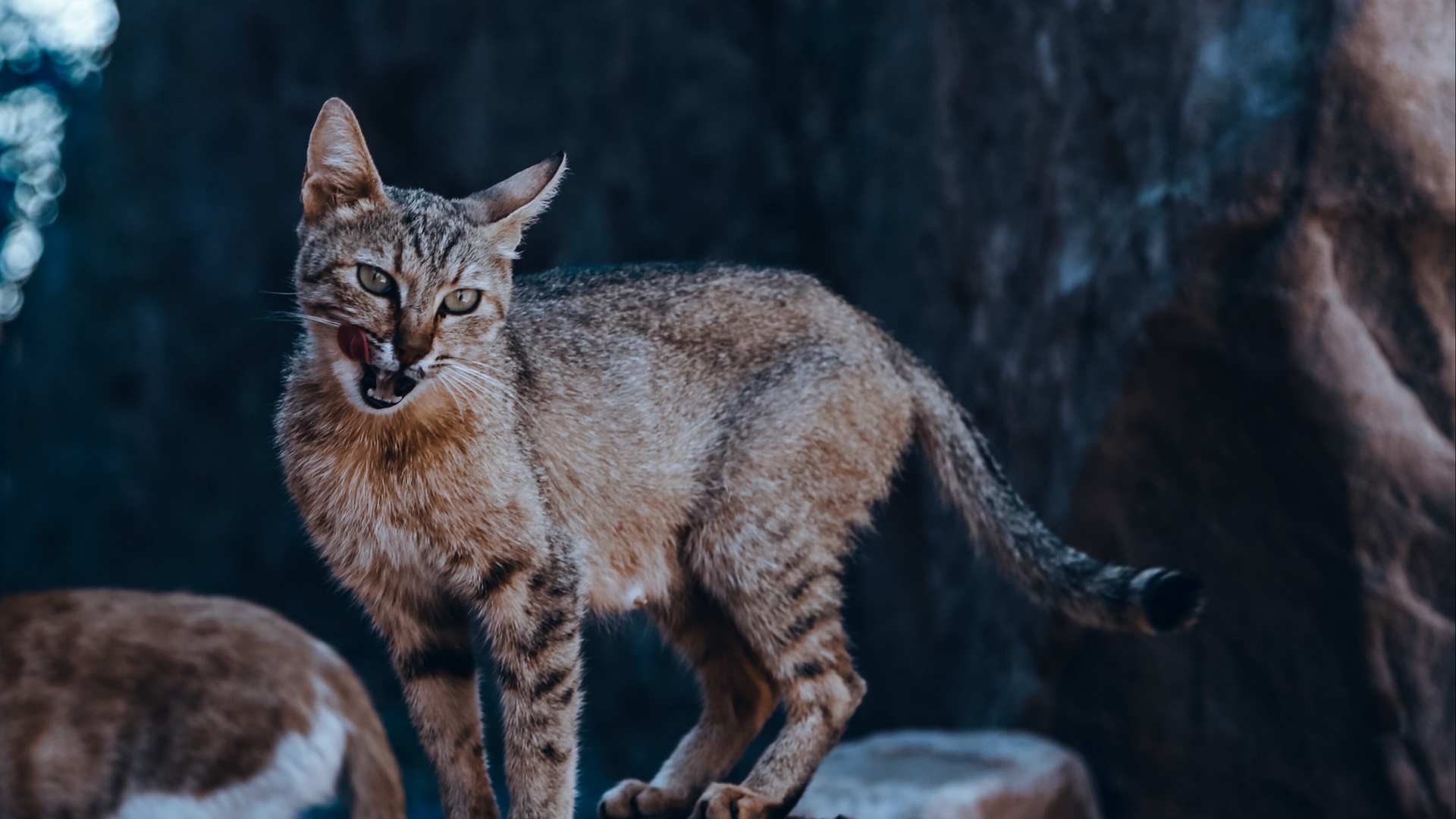 carta da parati animale hd,gatto,felidae,gatti di piccola e media taglia,natura,barba