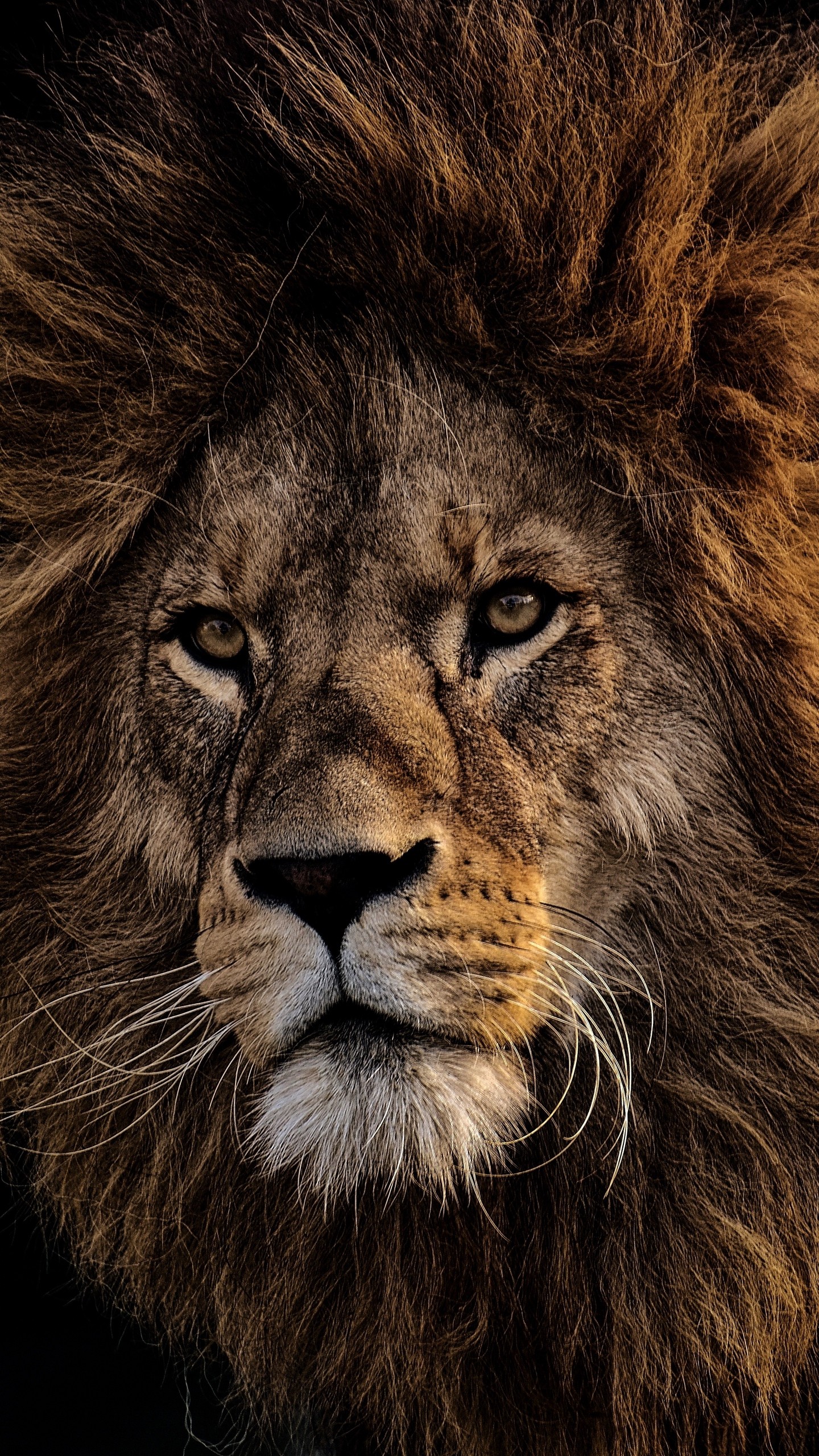 león fondo de pantalla hd,cabello,fauna silvestre,león,animal terrestre,felidae