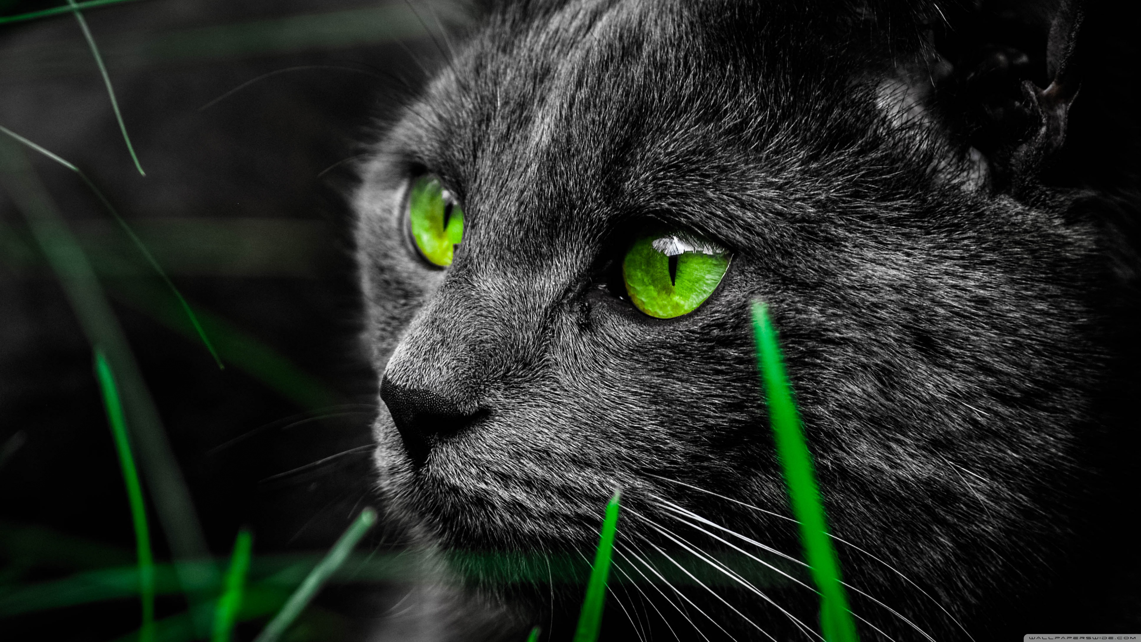 carta da parati animale hd,gatto,verde,gatto nero,gatti di piccola e media taglia,barba