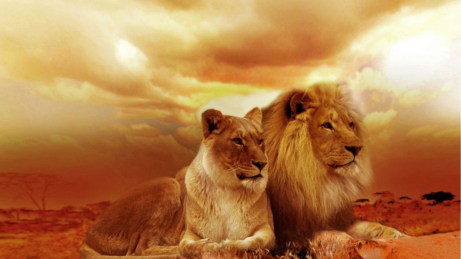 ライオンのhdの壁紙,ライオン,野生動物,マサイライオン,ネコ科,大きな猫