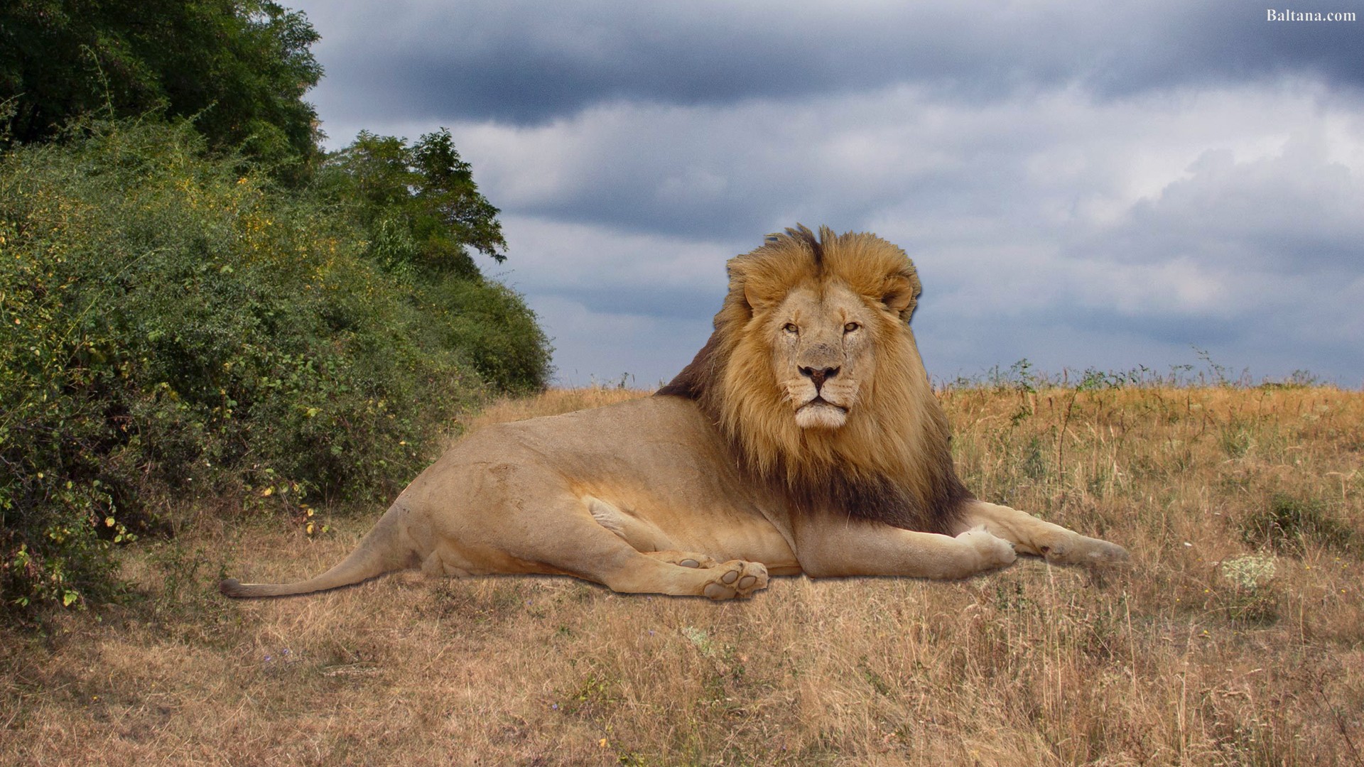 león fondo de pantalla hd,león,fauna silvestre,masai lion,animal terrestre,felidae