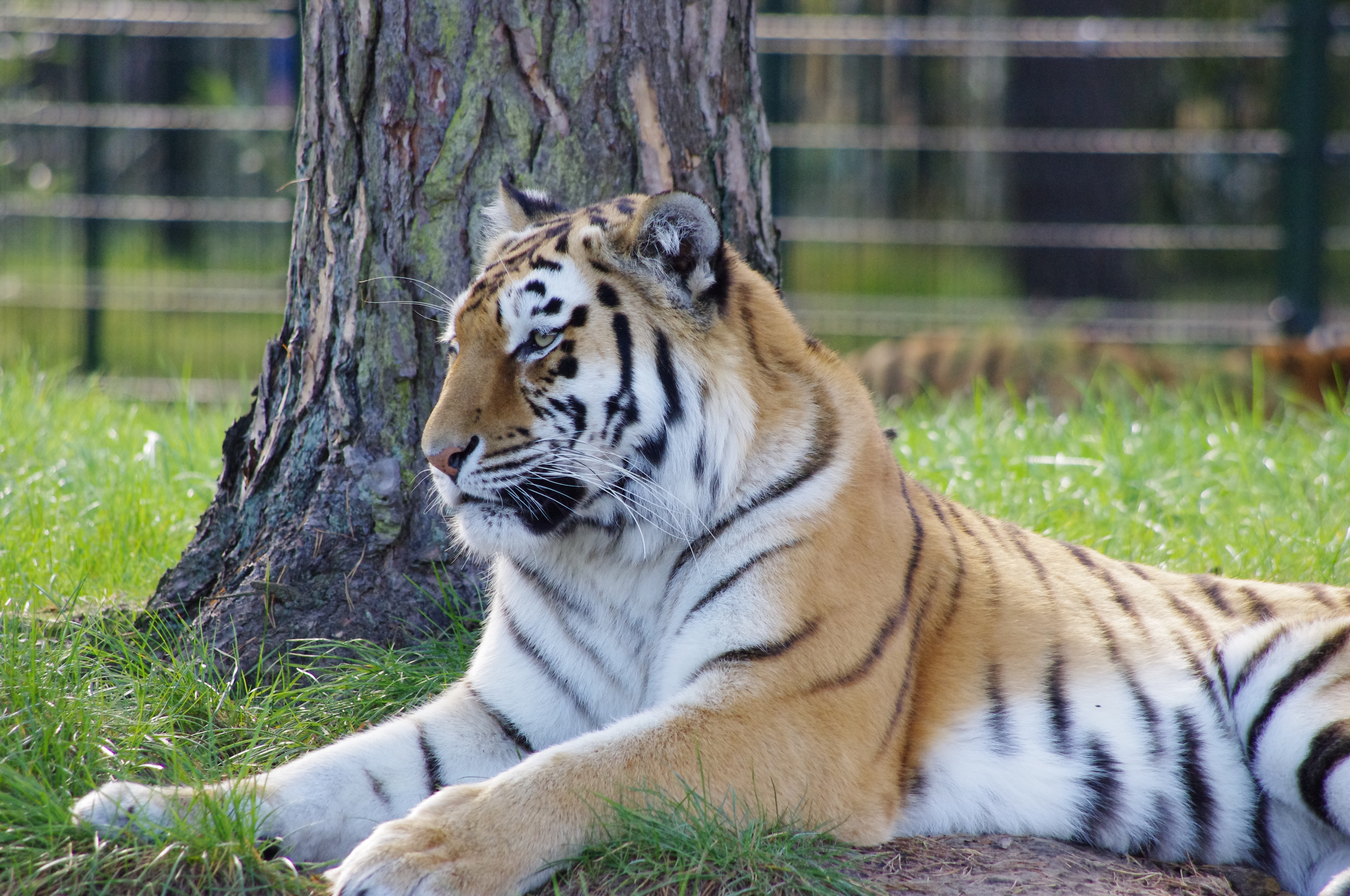 leone hd wallpaper,tigre,animale terrestre,natura,tigre del bengala,tigre siberiana