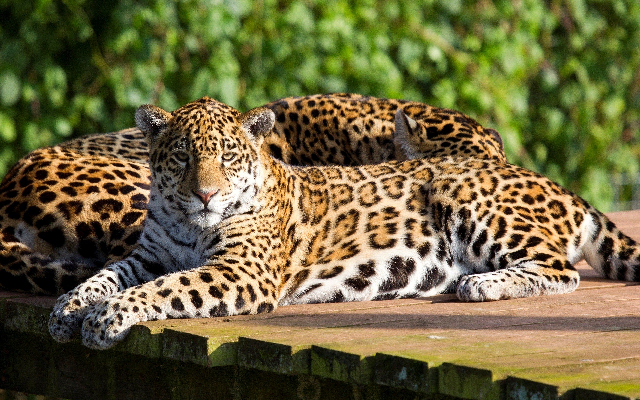 tiertapete hd,landtier,tierwelt,jaguar,leopard,felidae