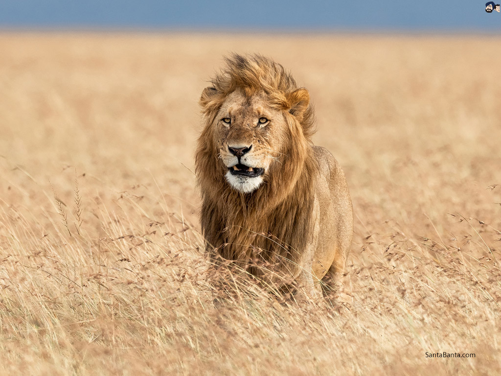 löwe hd wallpaper,löwe,tierwelt,massai löwe,felidae,landtier