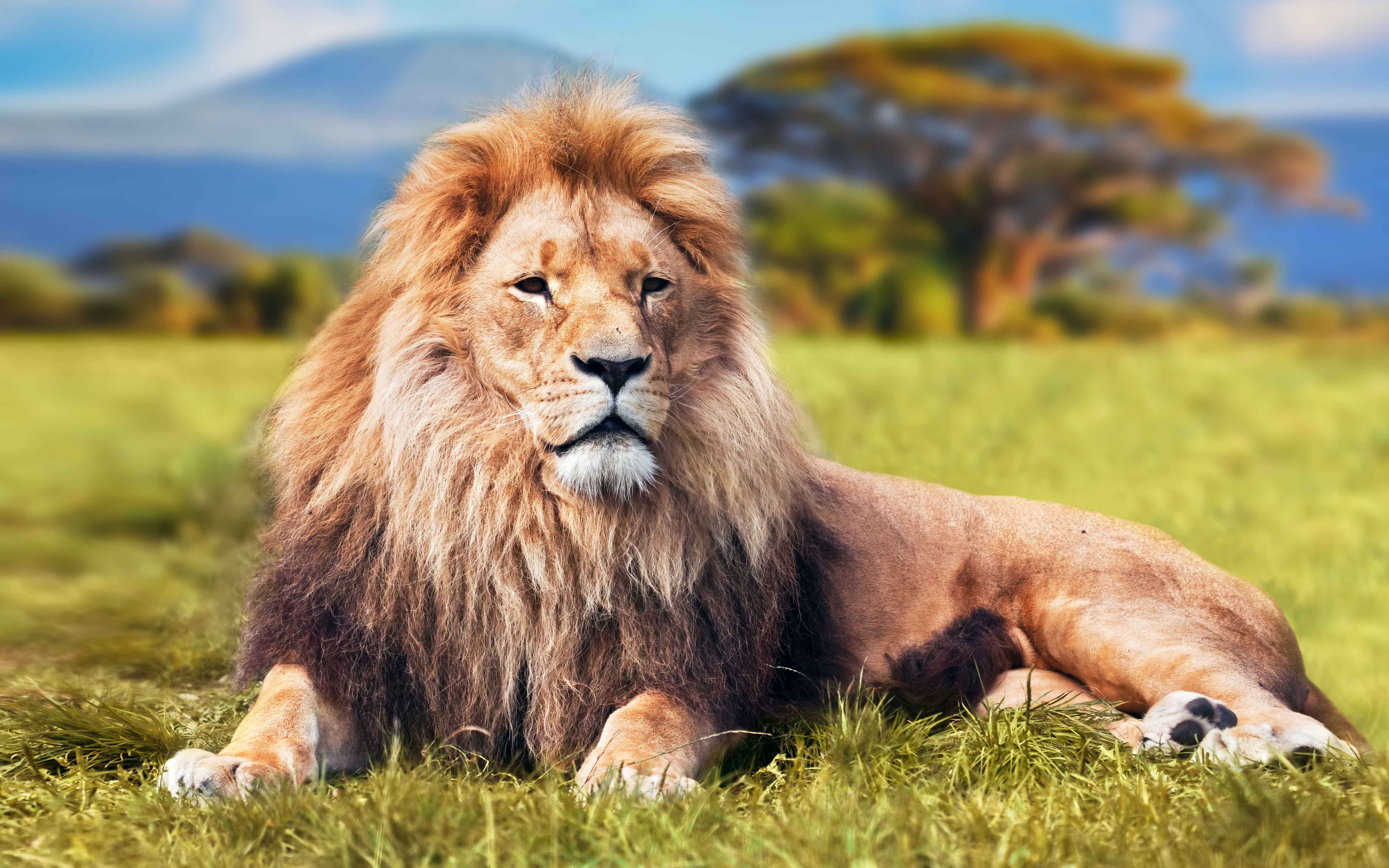 león fondo de pantalla hd,león,fauna silvestre,cabello,masai lion,felidae