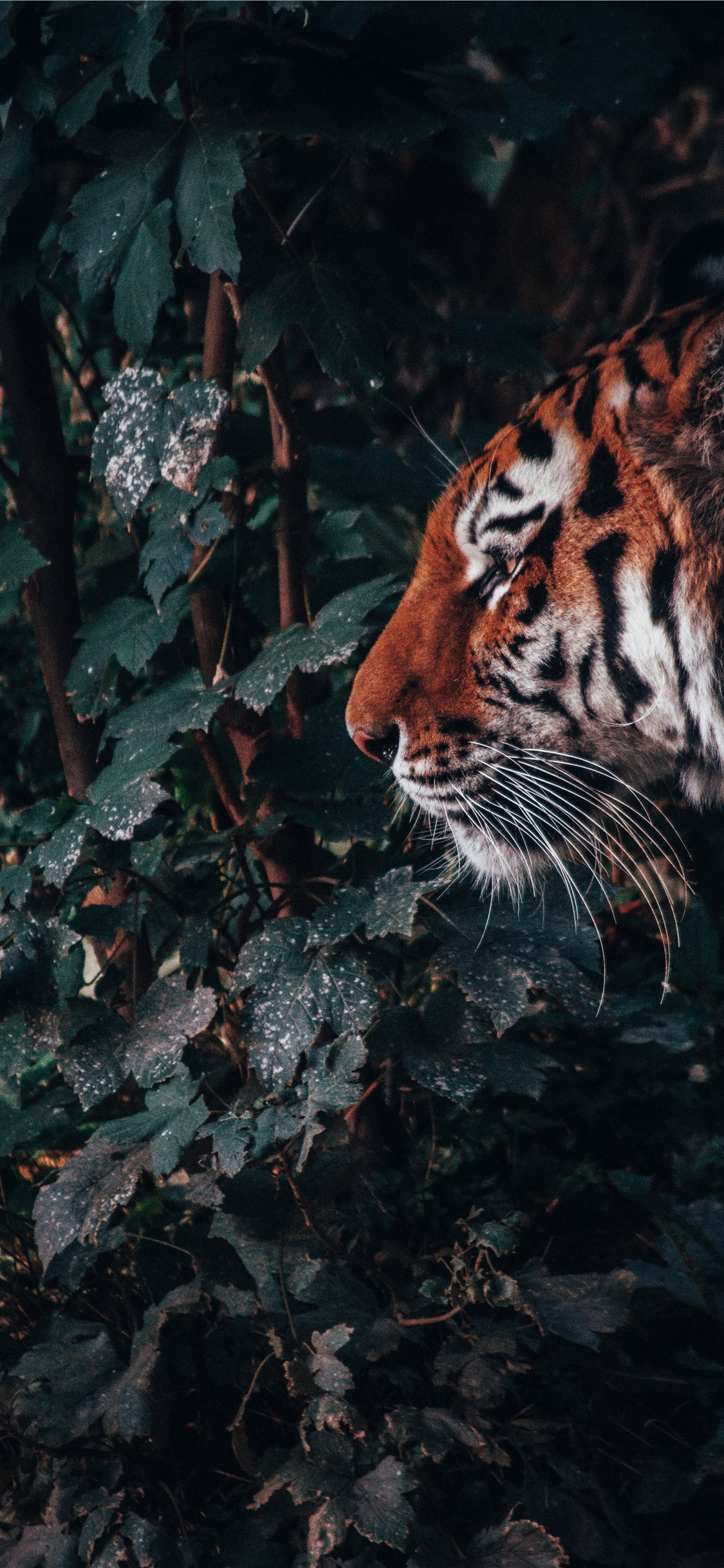 tiertapete hd,bengalischer tiger,felidae,tierwelt,landtier,tiger