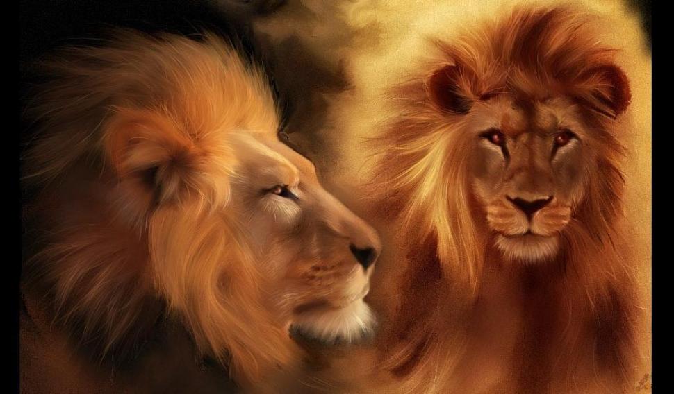 león fondo de pantalla hd,león,cabello,fauna silvestre,masai lion,felidae