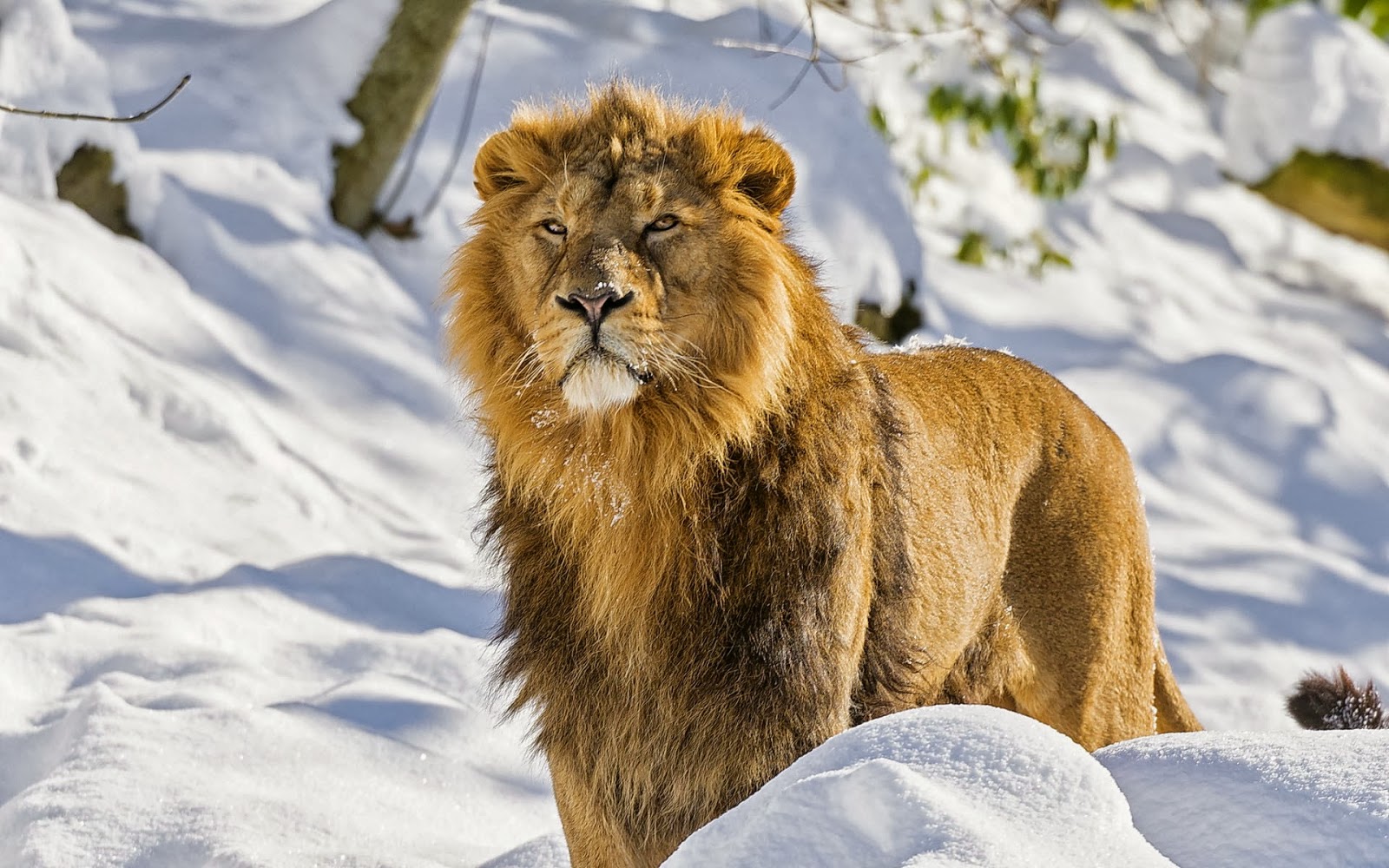 carta da parati animale hd,natura,leone,felidae,animale terrestre,leone masai