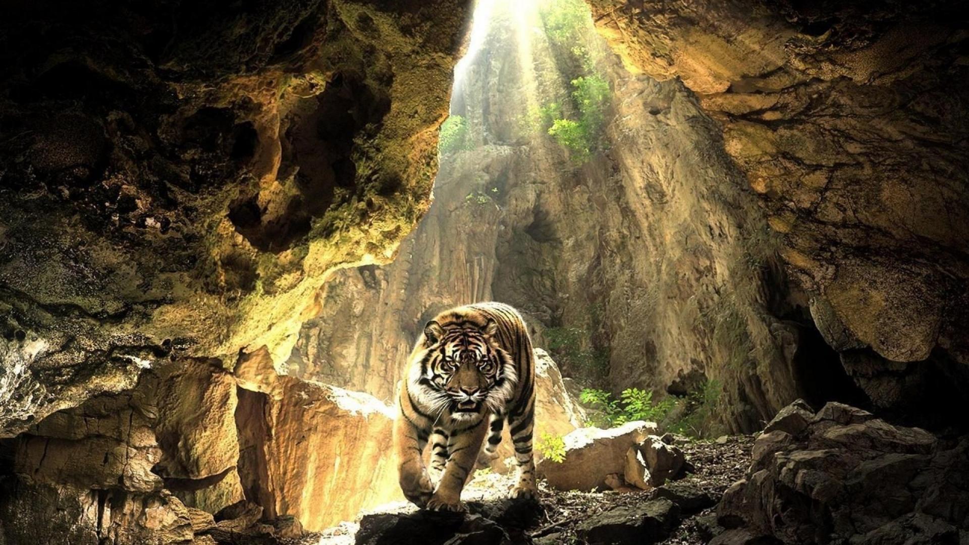 fond d'écran animal hd,tigre du bengale,la nature,félidés,tigre,faune