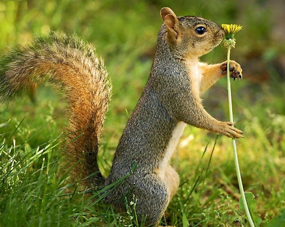 carta da parati animale hd,scoiattolo,scoiattolo volpe,animale terrestre,scoiattoli a terra,scoiattolo
