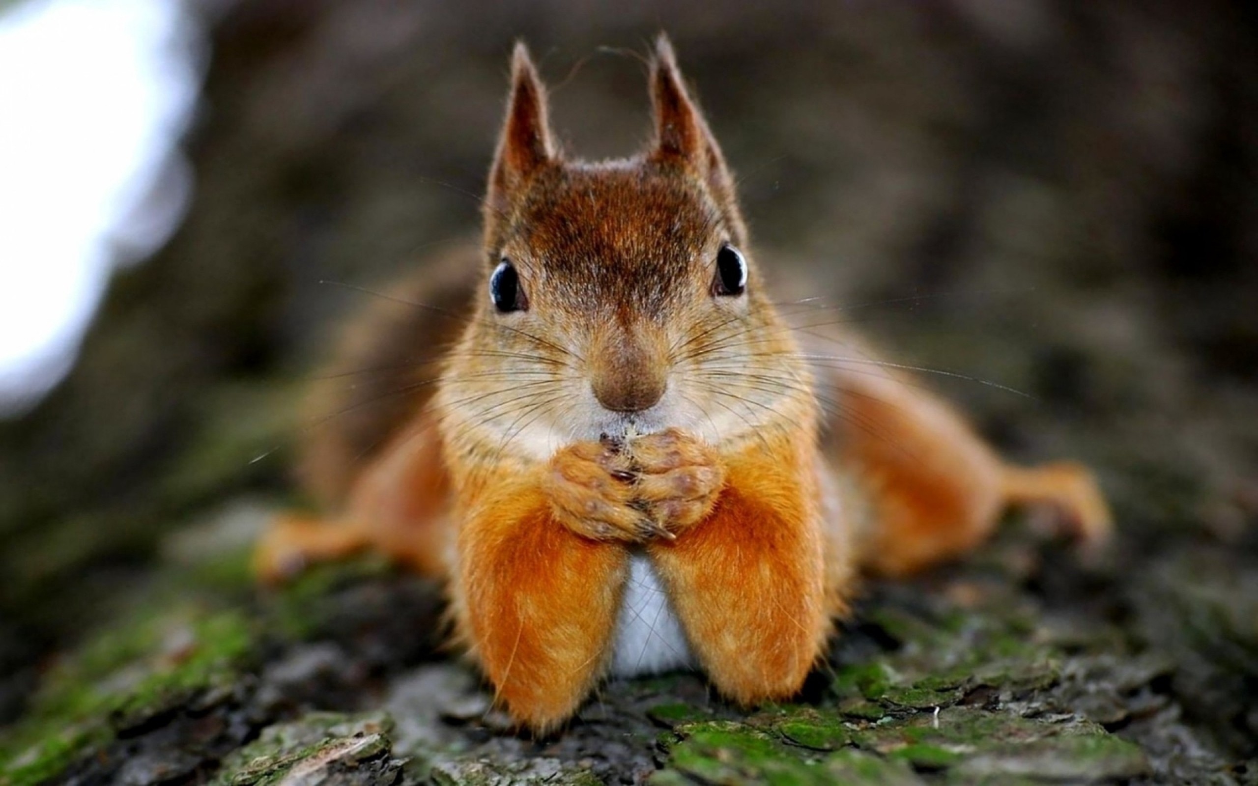 carta da parati animale hd,scoiattolo,scoiattolo rosso eurasiatico,barba,natura,grugno