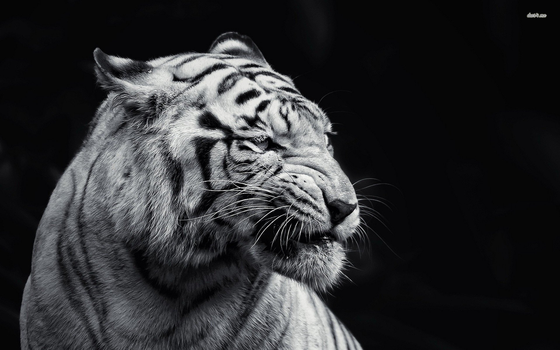 animal wallpaper hd,tigre,fauna silvestre,tigre de bengala,blanco,felidae