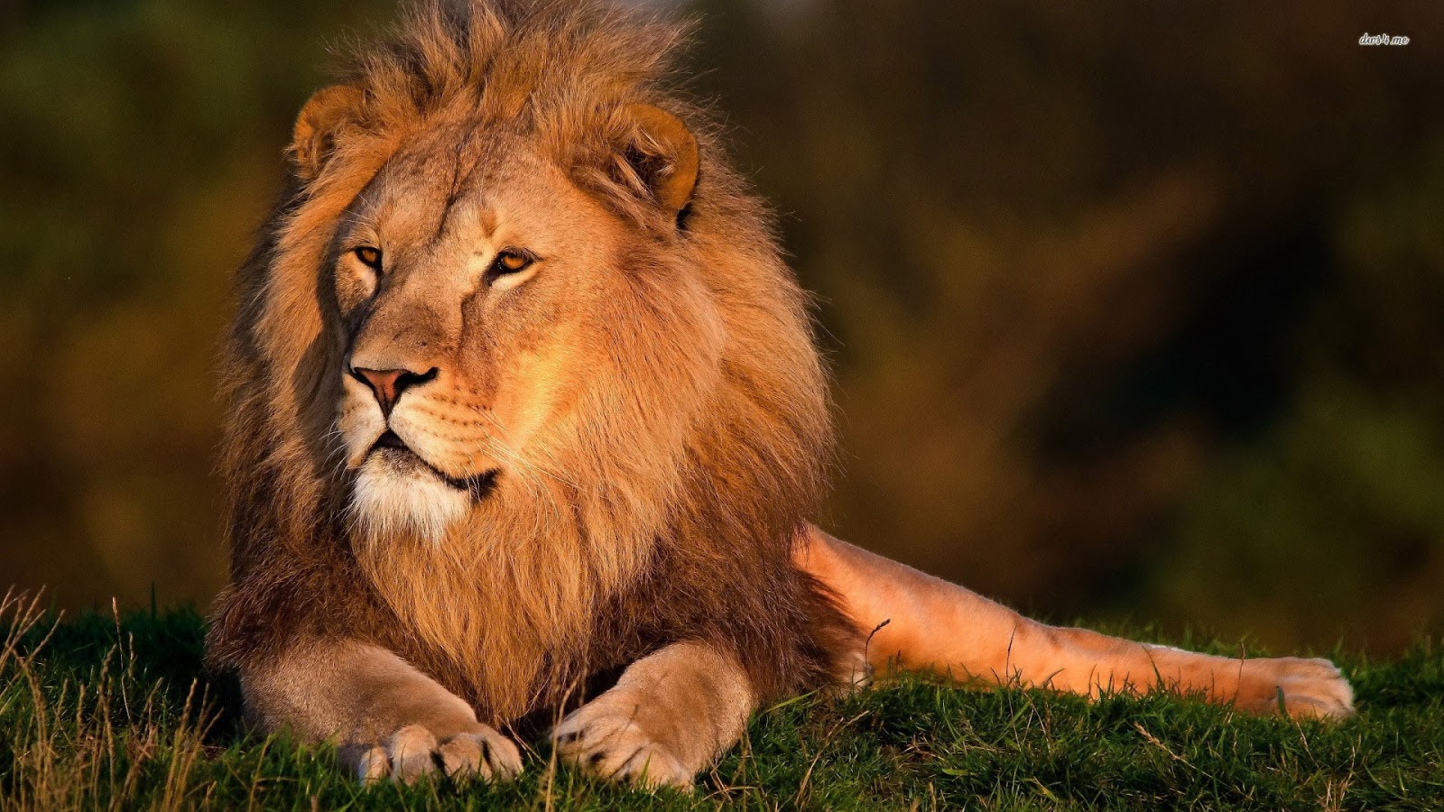 león fondo de pantalla hd,león,fauna silvestre,cabello,animal terrestre,masai lion