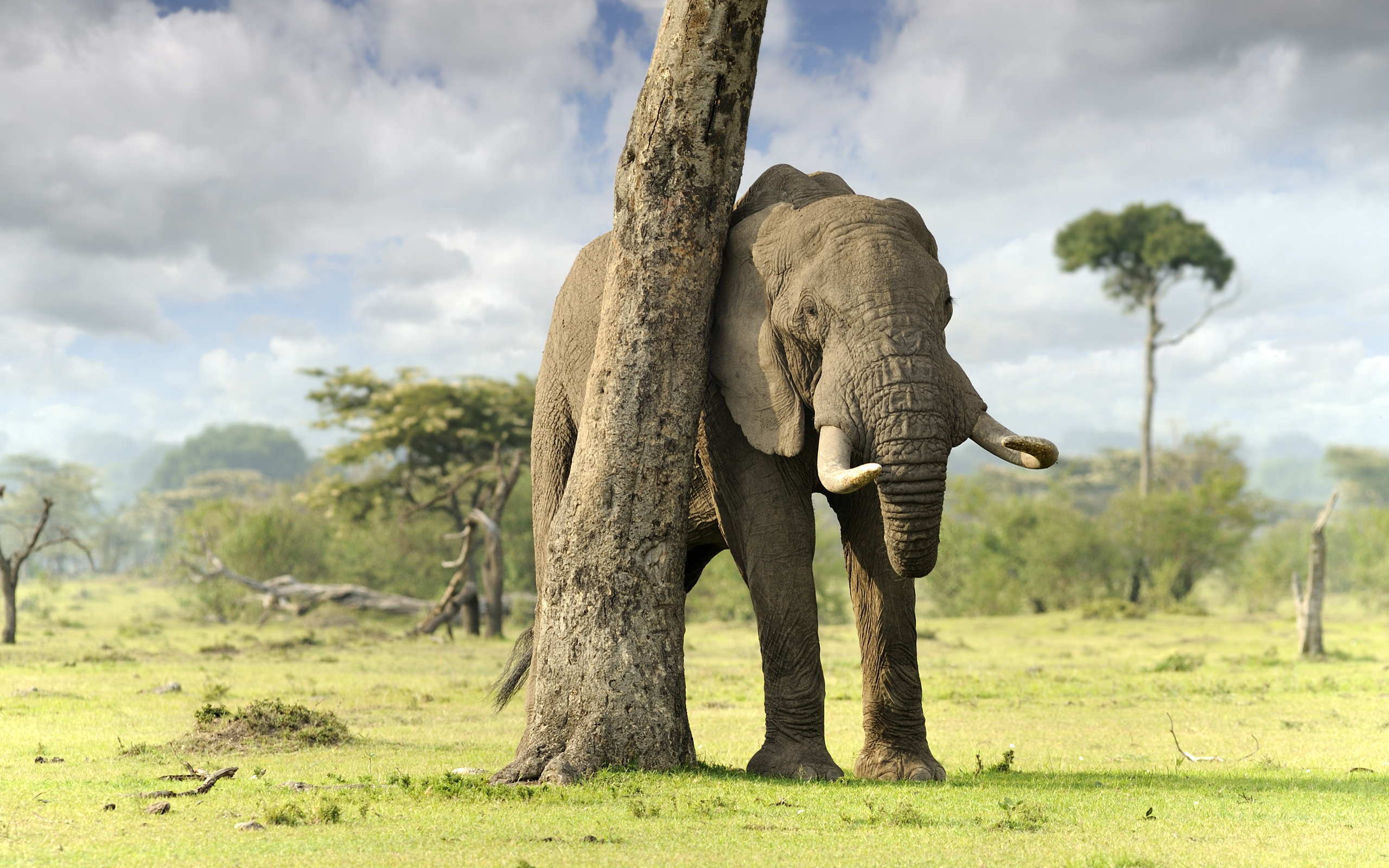 animal wallpaper hd,elefante,animal terrestre,elefantes y mamuts,fauna silvestre,elefante indio