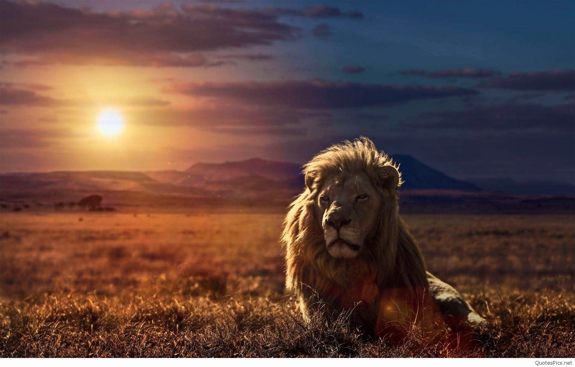 lion hd wallpaper,lion,nature,wildlife,sky,masai lion