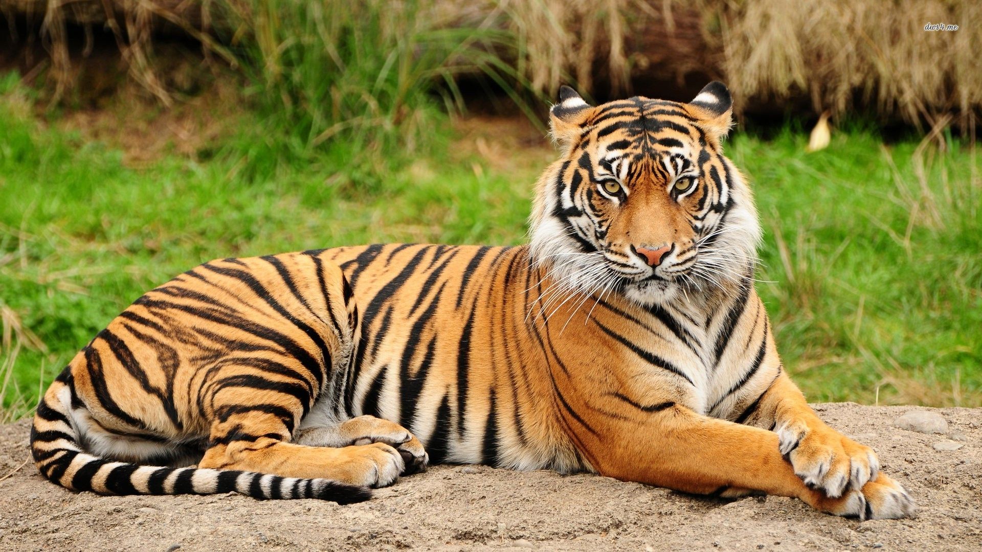tiger hd wallpaper,tiger,landtier,tierwelt,bengalischer tiger,sibirischer tiger