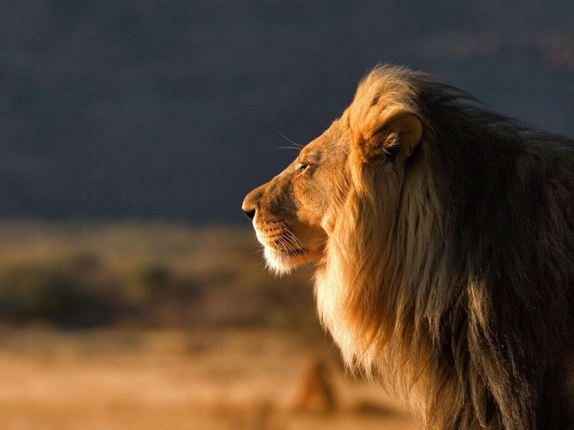 lion hd fond d'écran,lion,lion masai,faune,félidés,gros chats