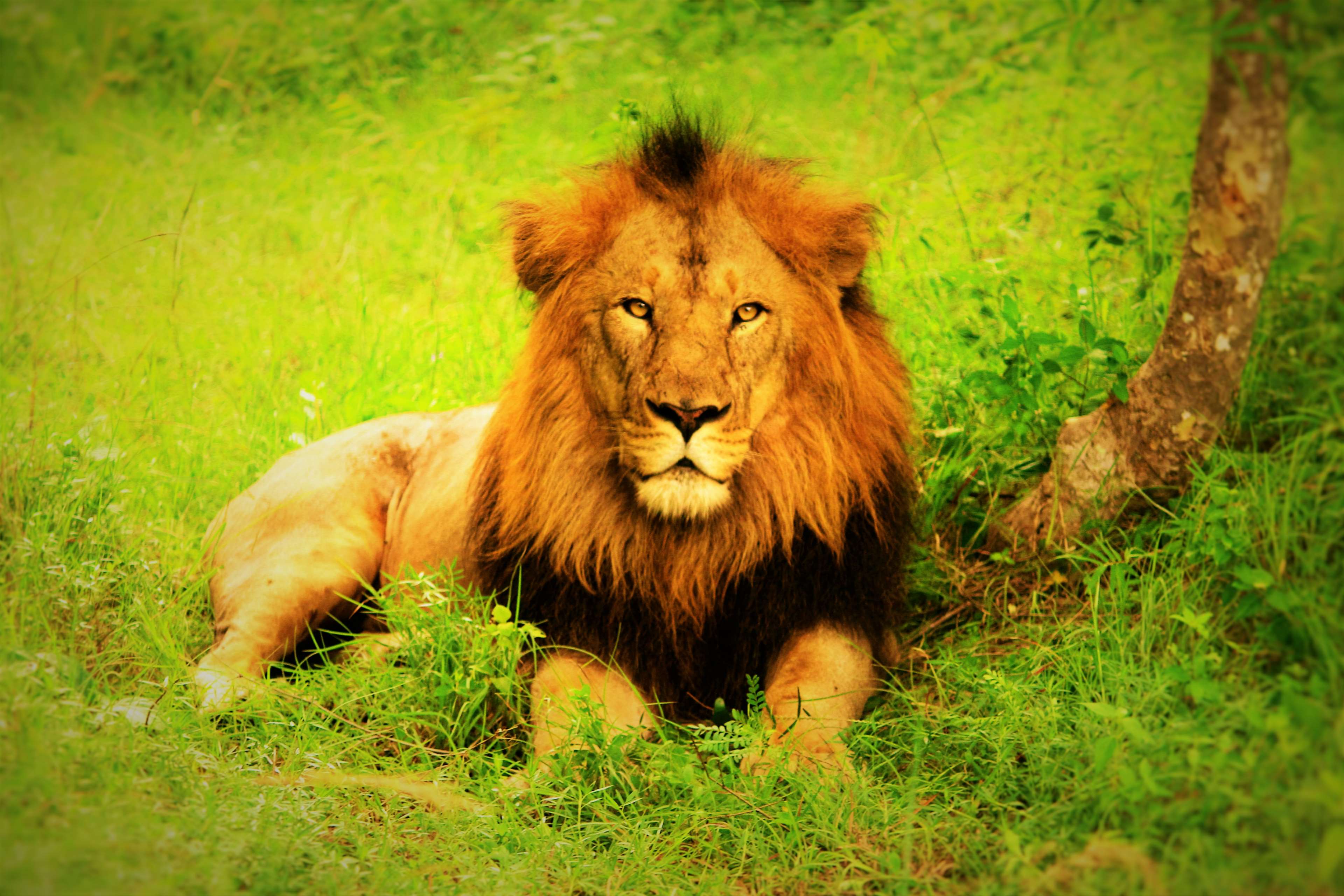 lion hd fond d'écran,lion,faune,animal terrestre,lion masai,cheveux