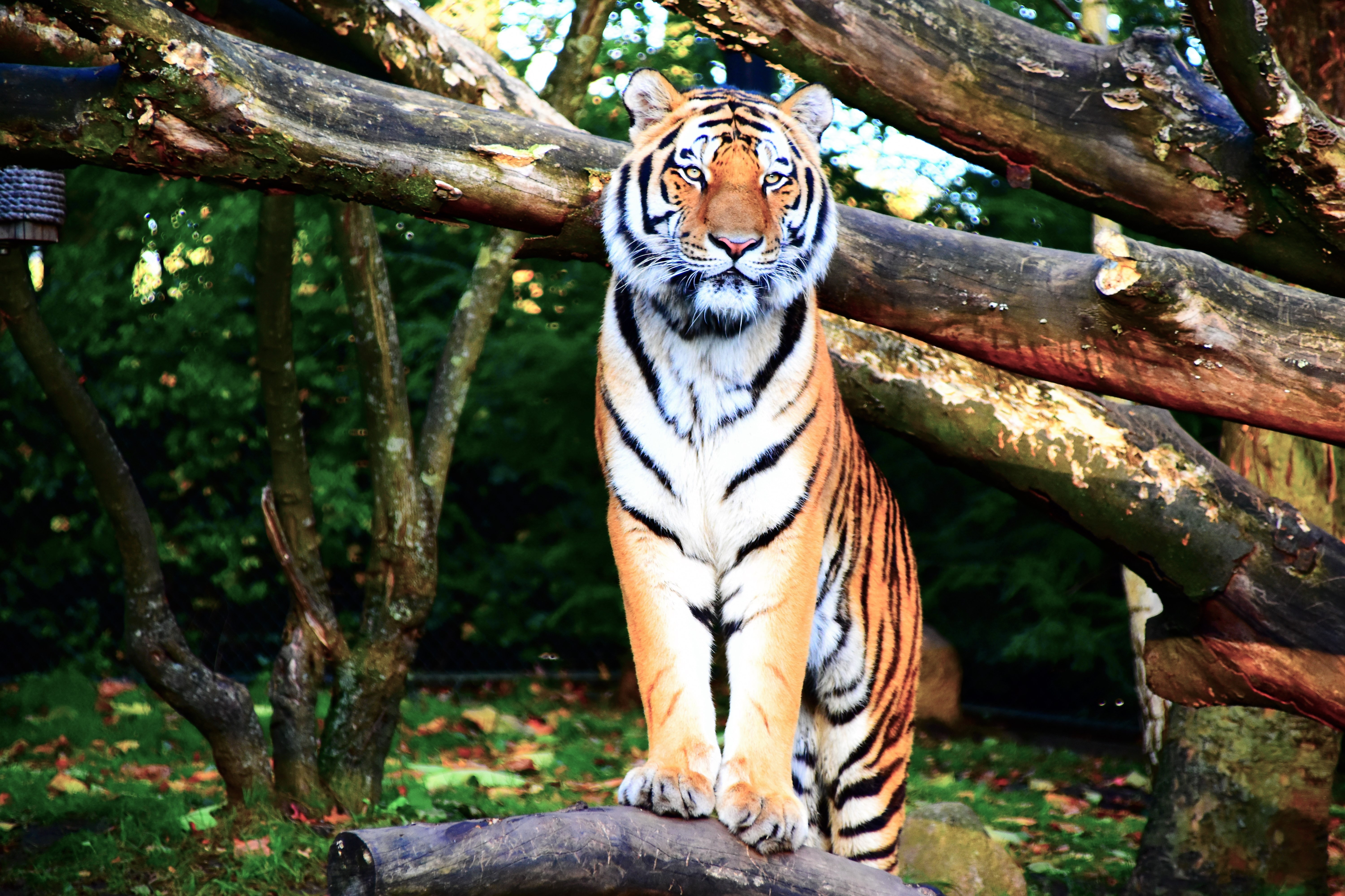 tiger hd wallpaper,bengal tiger,tiger,felidae,wildlife,siberian tiger