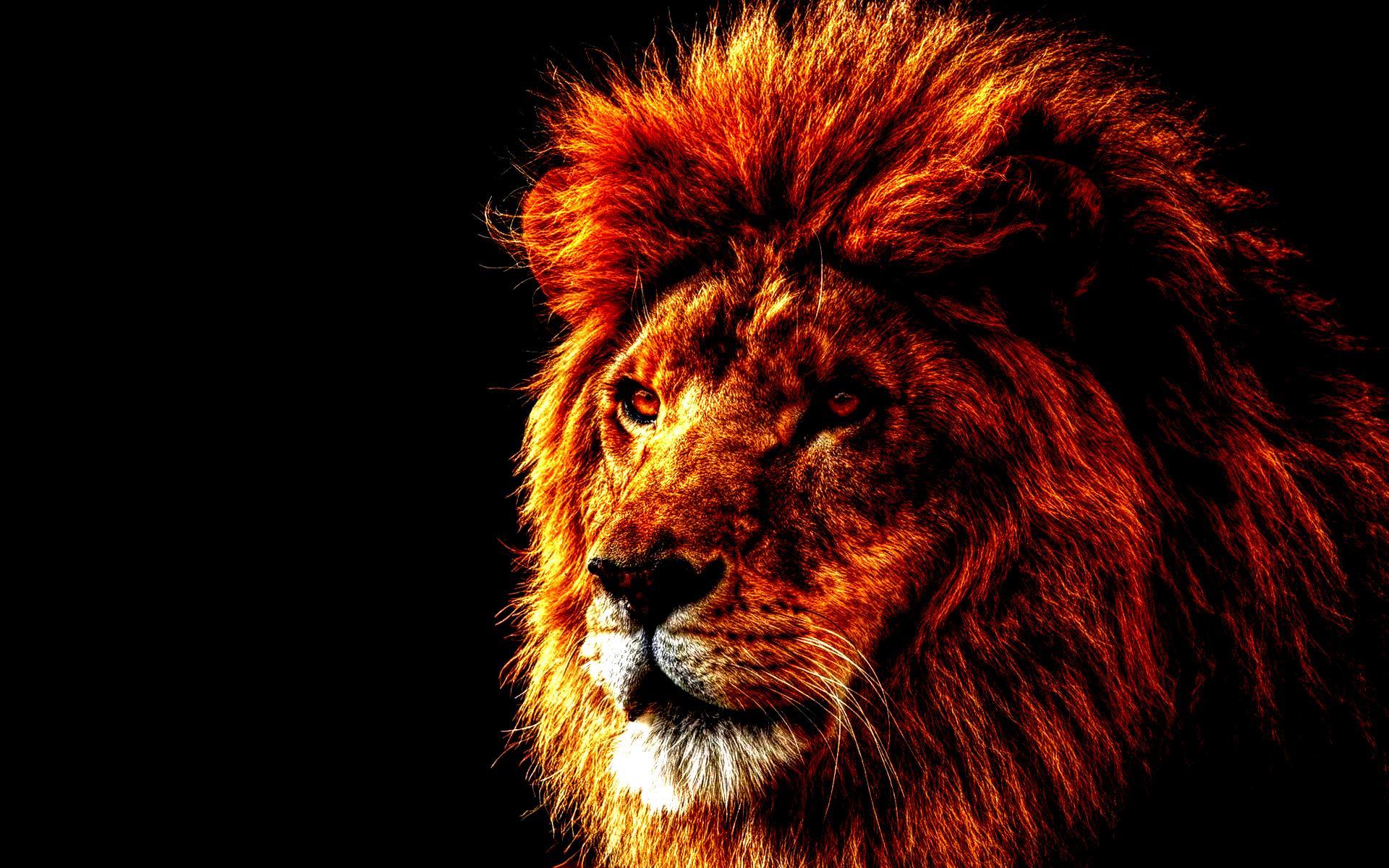 lion hd fond d'écran,lion,cheveux,félidés,faune,gros chats