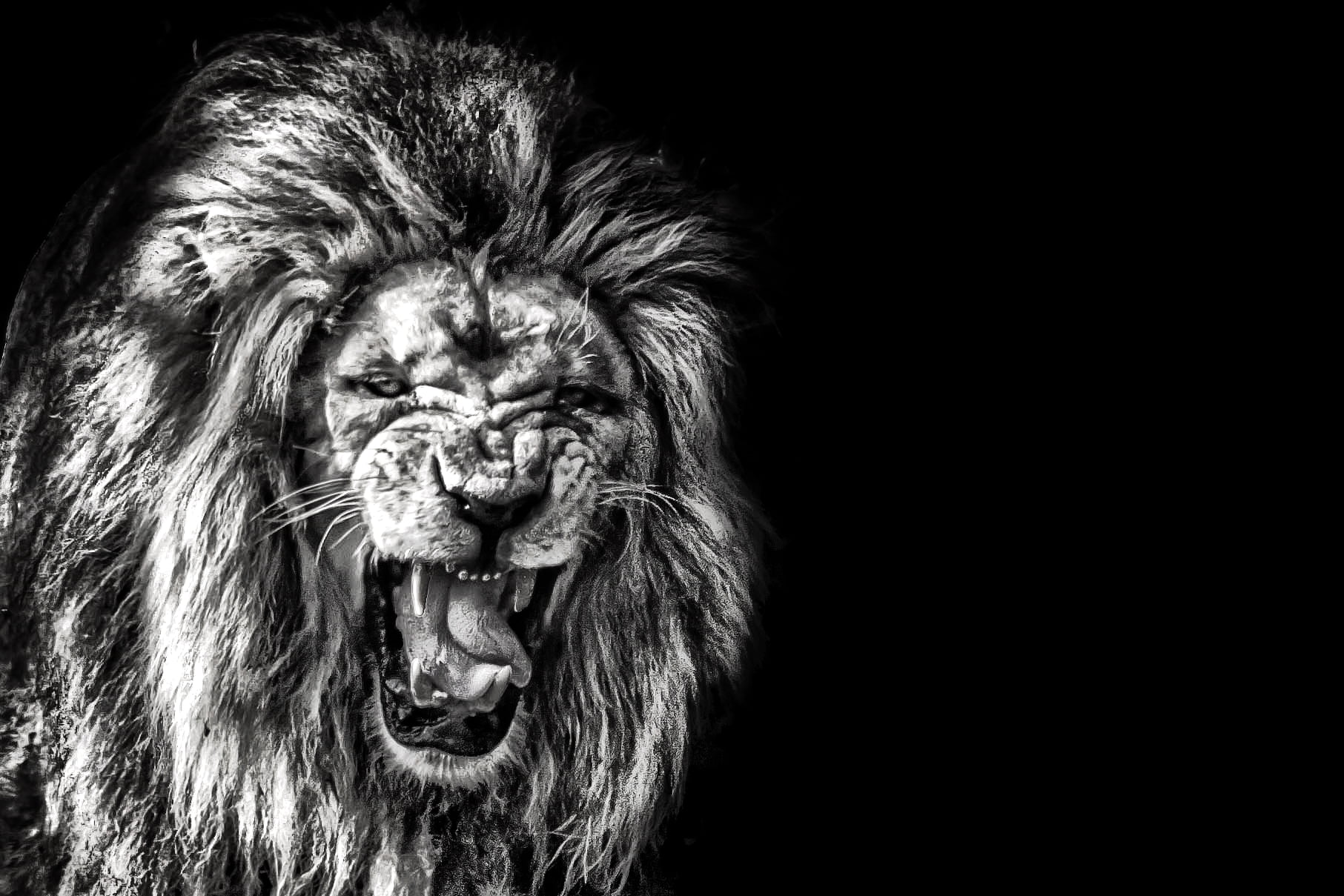 ライオンのhdの壁紙,ライオン,黒,とどろく,黒と白,野生動物