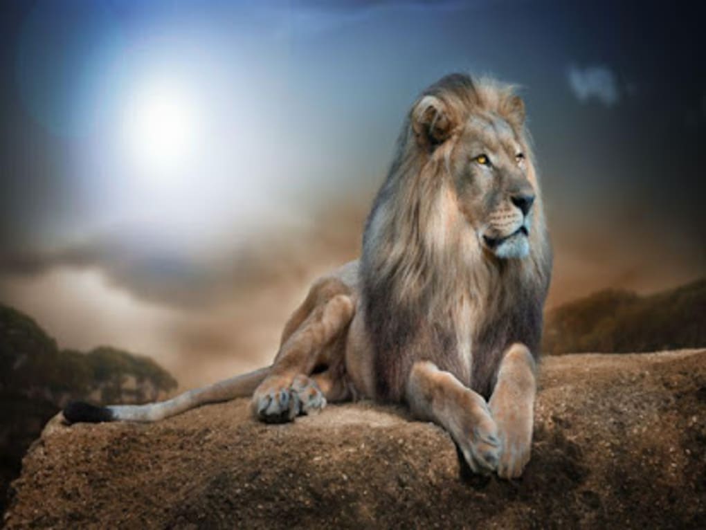 lion hd fond d'écran,lion,faune,félidés,lion masai,animal terrestre