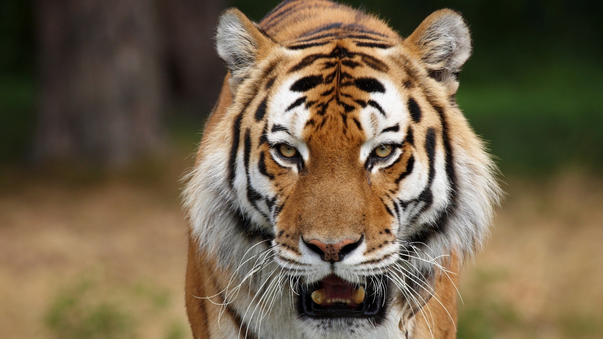 tigre fondo de pantalla hd,tigre,animal terrestre,fauna silvestre,tigre de bengala,tigre siberiano