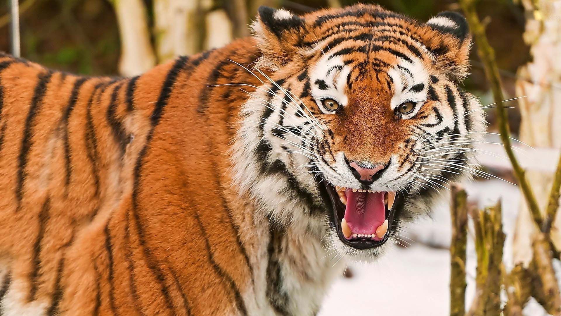 tiger hd wallpaper,tiger,mammal,wildlife,vertebrate,bengal tiger