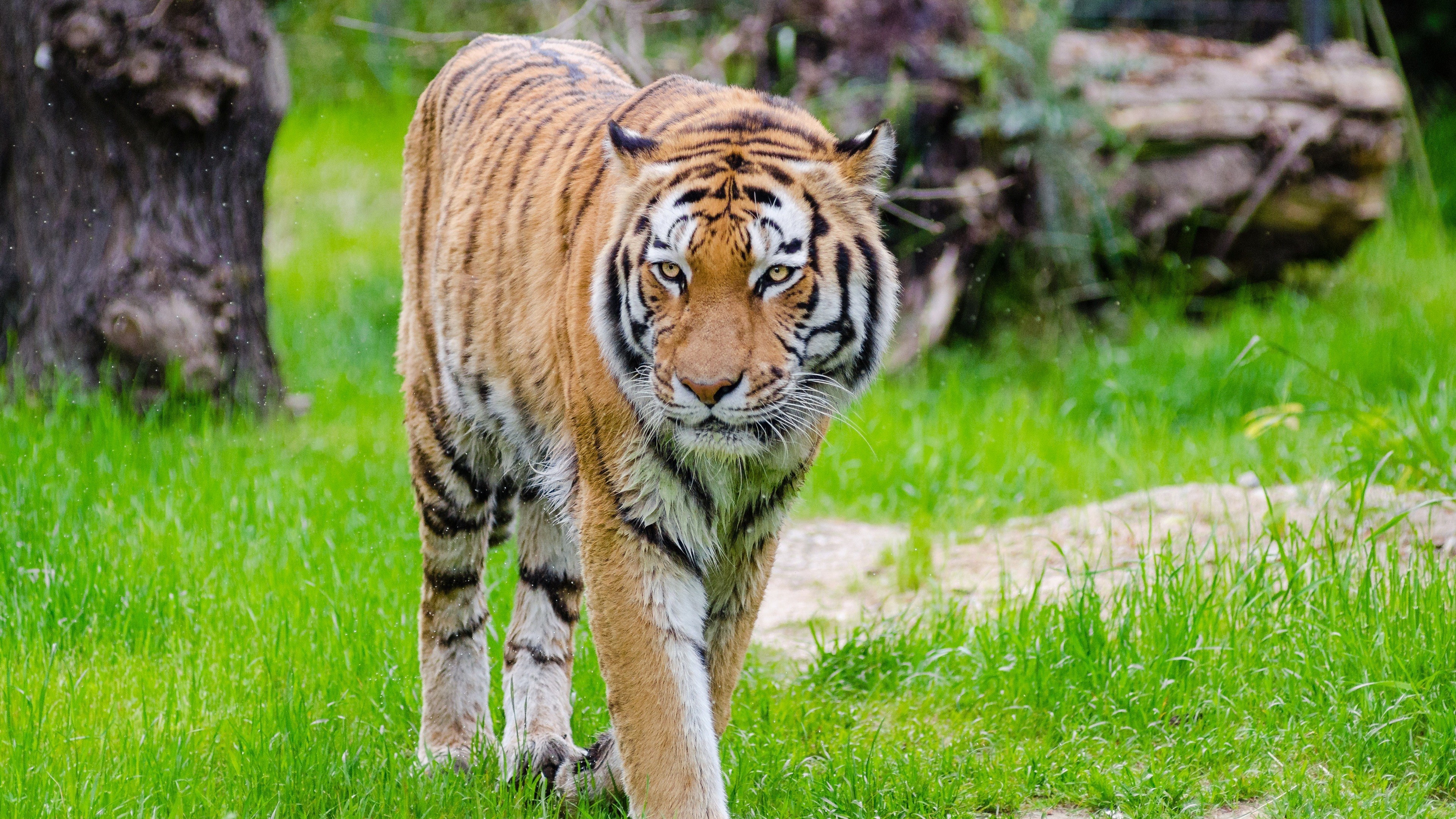 tiger hd wallpaper,landtier,tiger,tierwelt,bengalischer tiger,sibirischer tiger