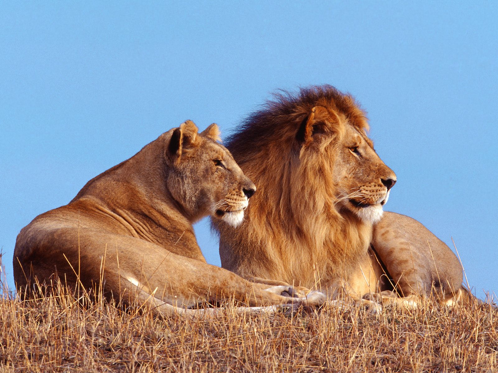 león fondo de pantalla hd,fauna silvestre,león,animal terrestre,cabello,felidae