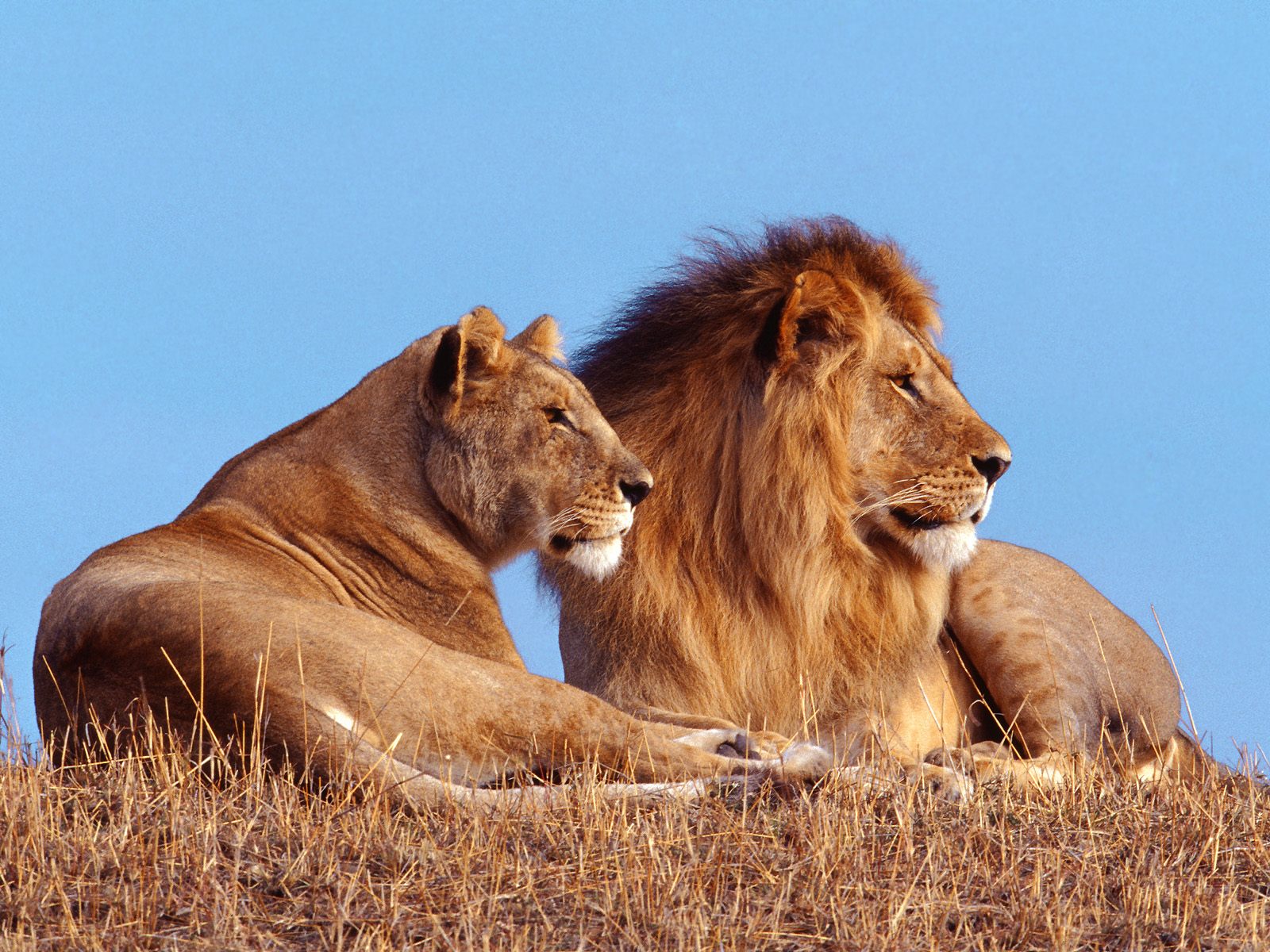 lion hd fond d'écran,faune,lion,animal terrestre,cheveux,félidés