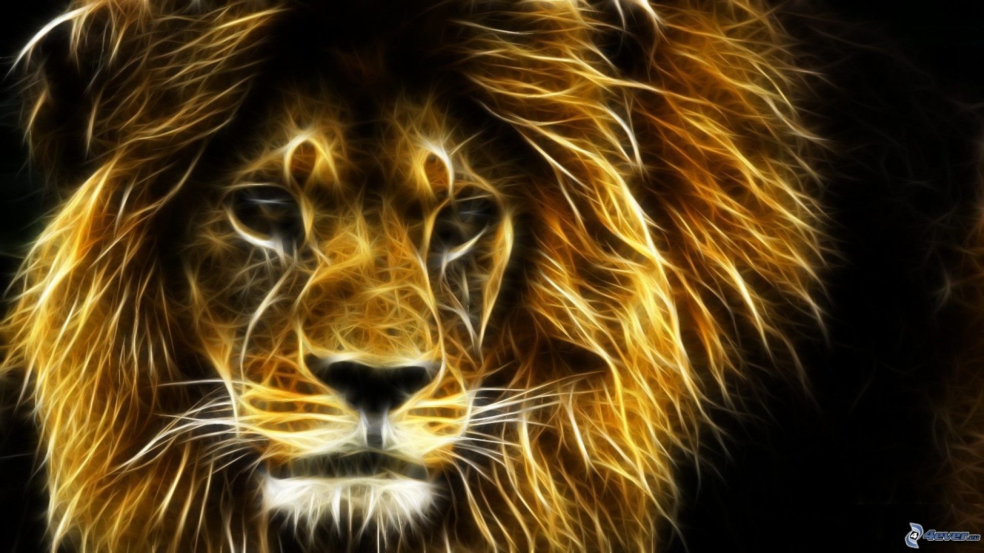 lion hd wallpaper,lion,wildlife,felidae,big cats,masai lion