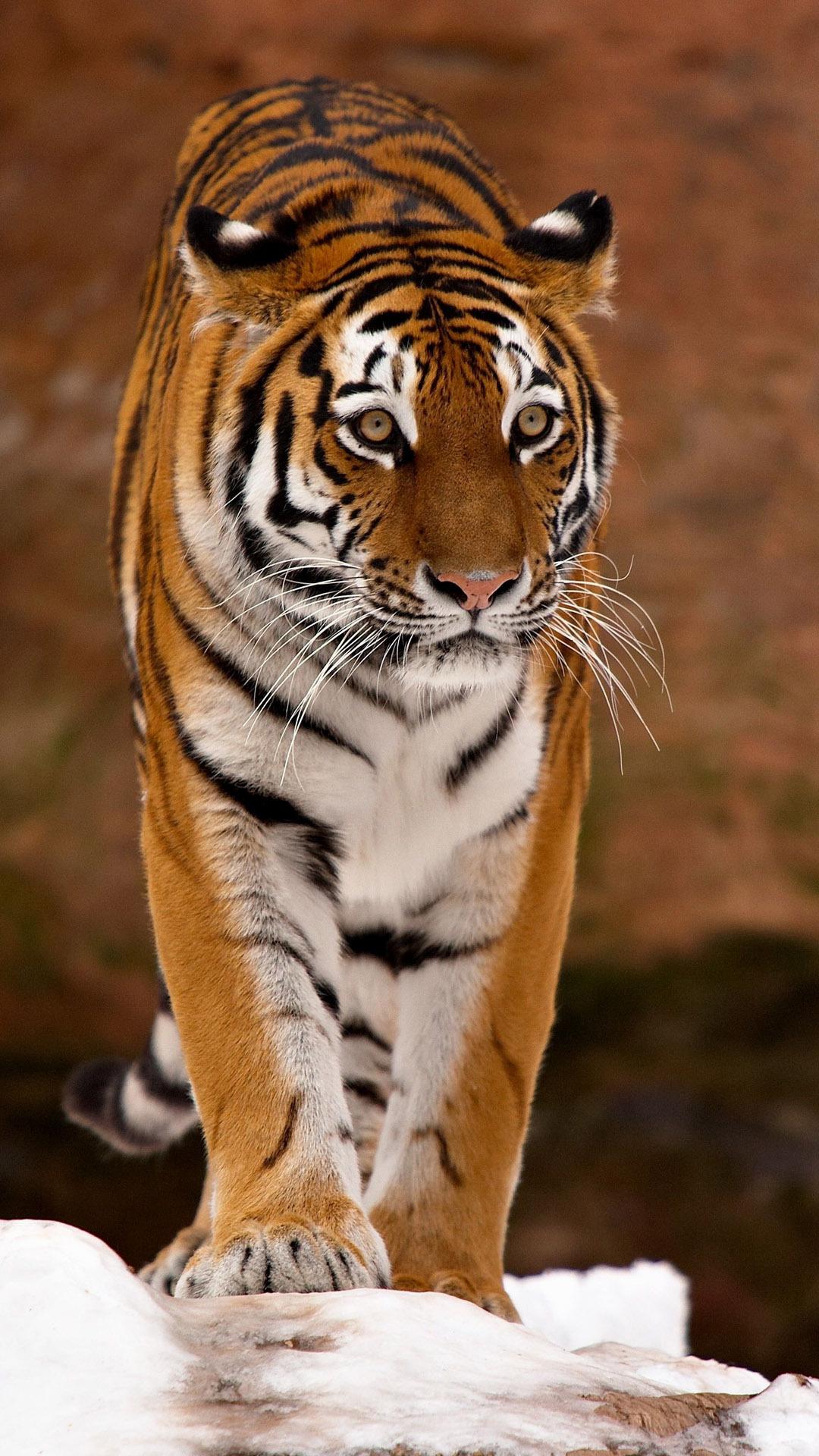 tigre hd wallpaper,tigre,natura,animale terrestre,tigre del bengala,tigre siberiana