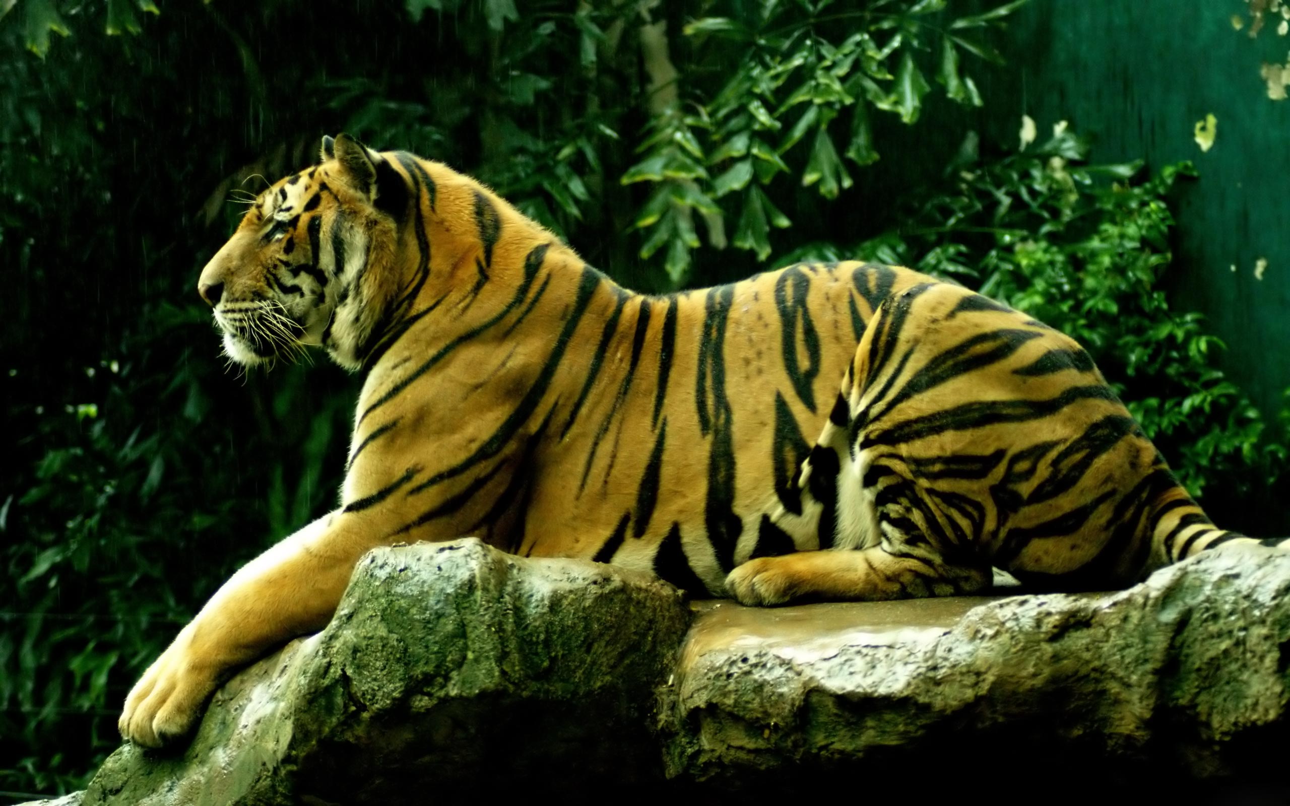 tiger hd wallpaper,tiger,mammal,vertebrate,wildlife,terrestrial animal