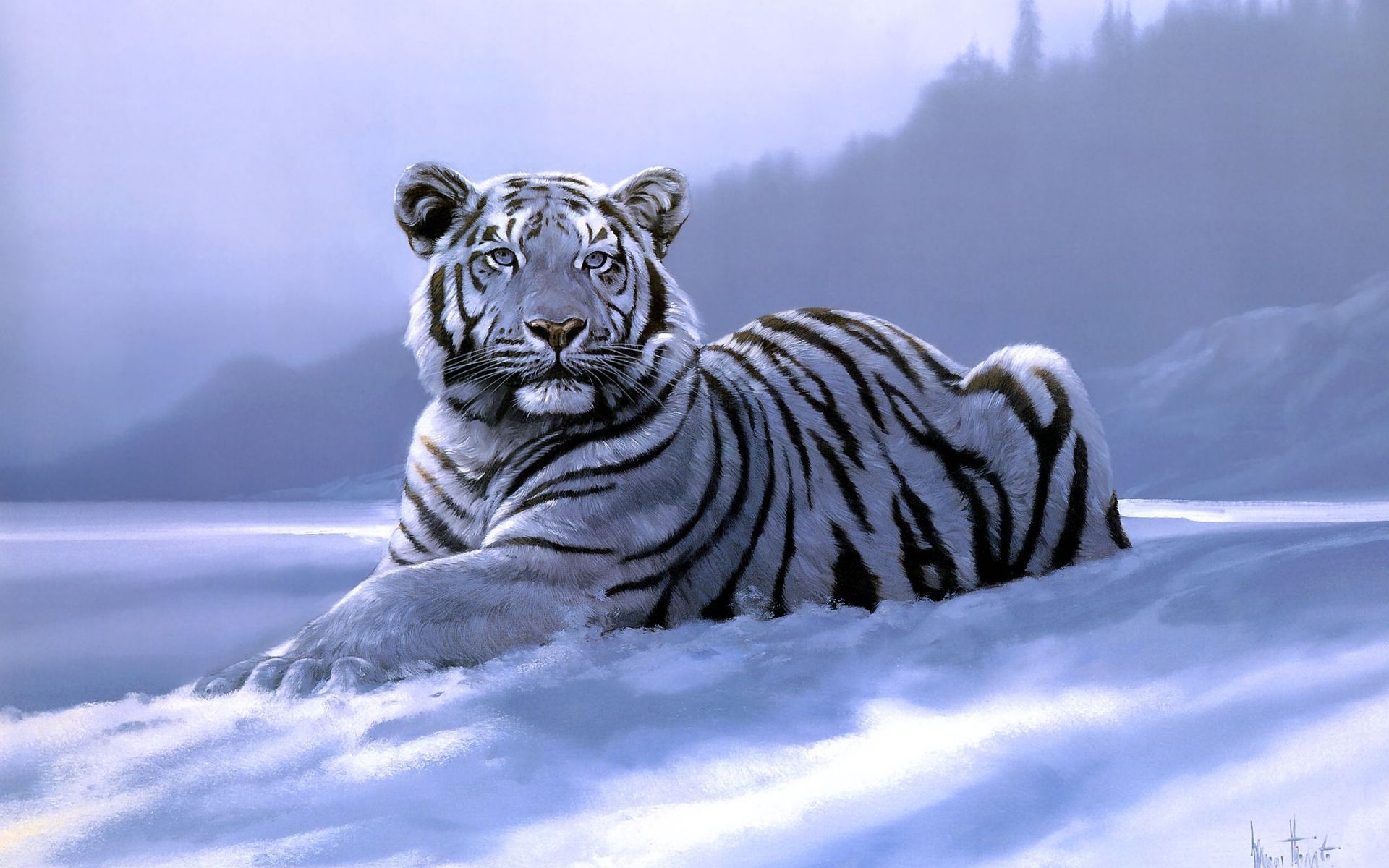 tigre hd wallpaper,tigre,tigre del bengala,tigre siberiana,natura,felidae