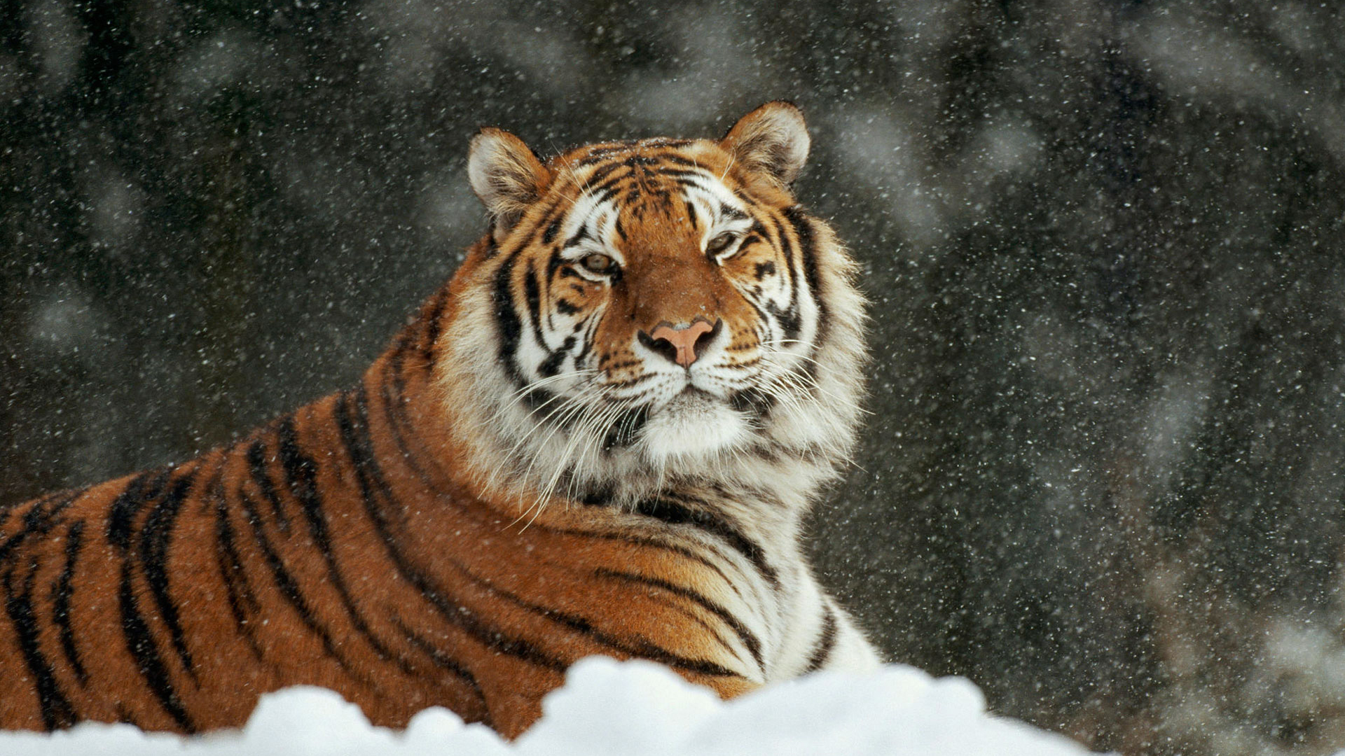 tigre fondo de pantalla hd,tigre,fauna silvestre,tigre de bengala,animal terrestre,tigre siberiano