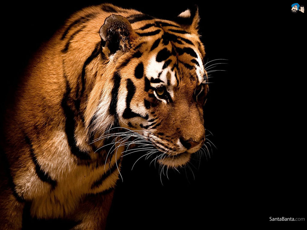 tiger hd wallpaper,tiger,wildlife,mammal,vertebrate,bengal tiger
