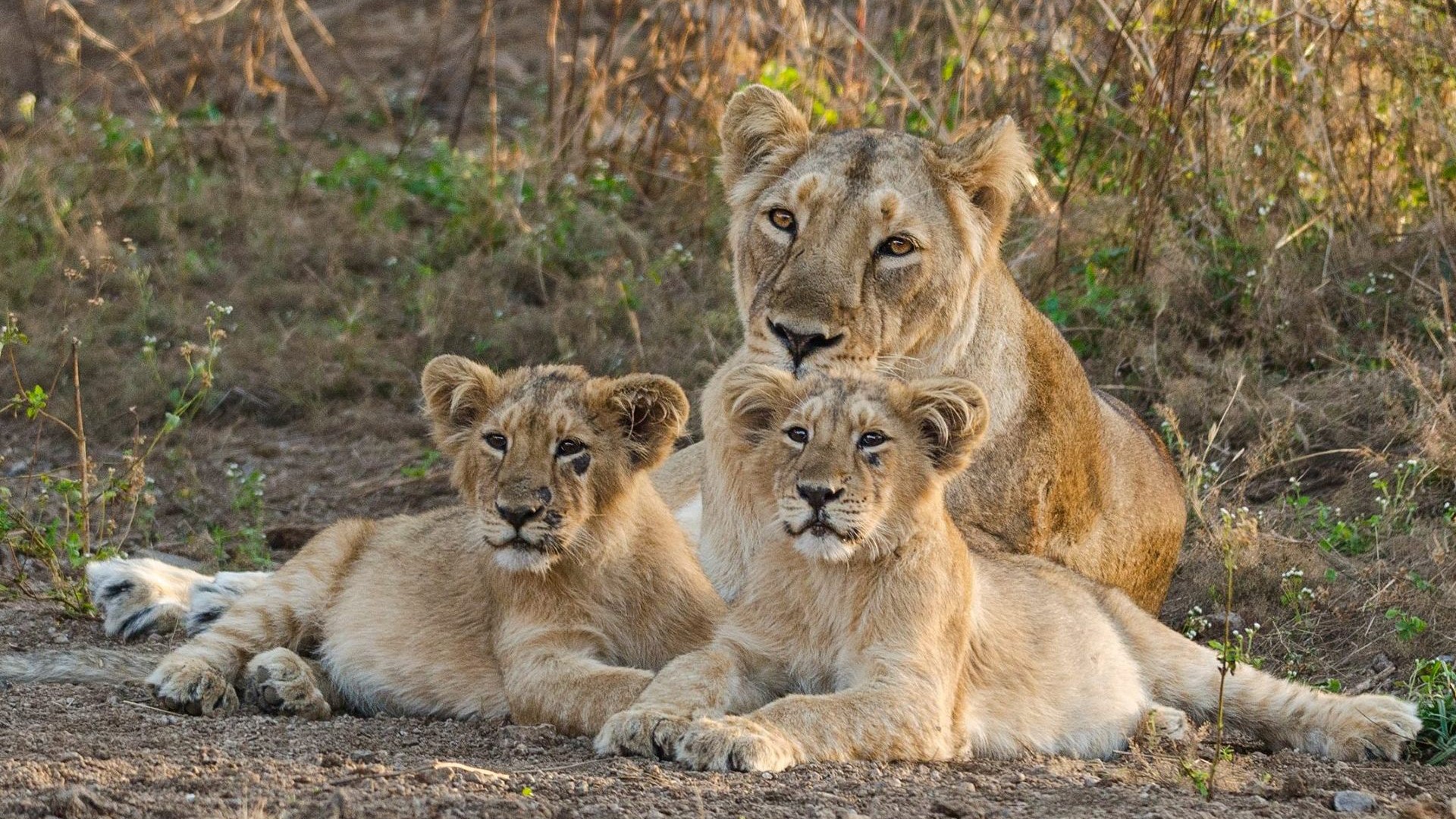 lion hd fond d'écran,faune,animal terrestre,lion,félidés,gros chats