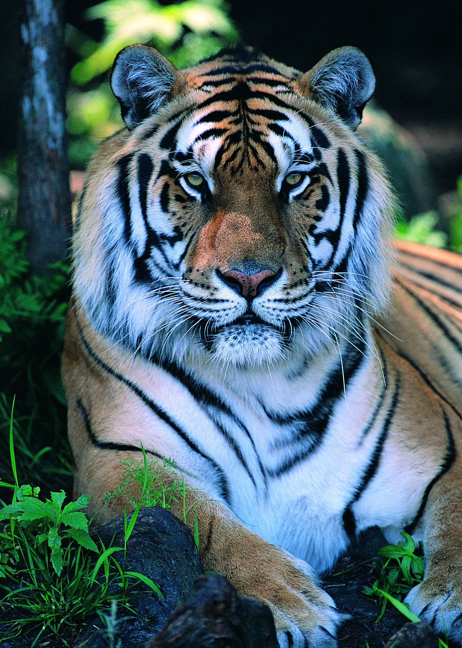 tiger hd wallpaper,tiger,mammal,wildlife,vertebrate,bengal tiger