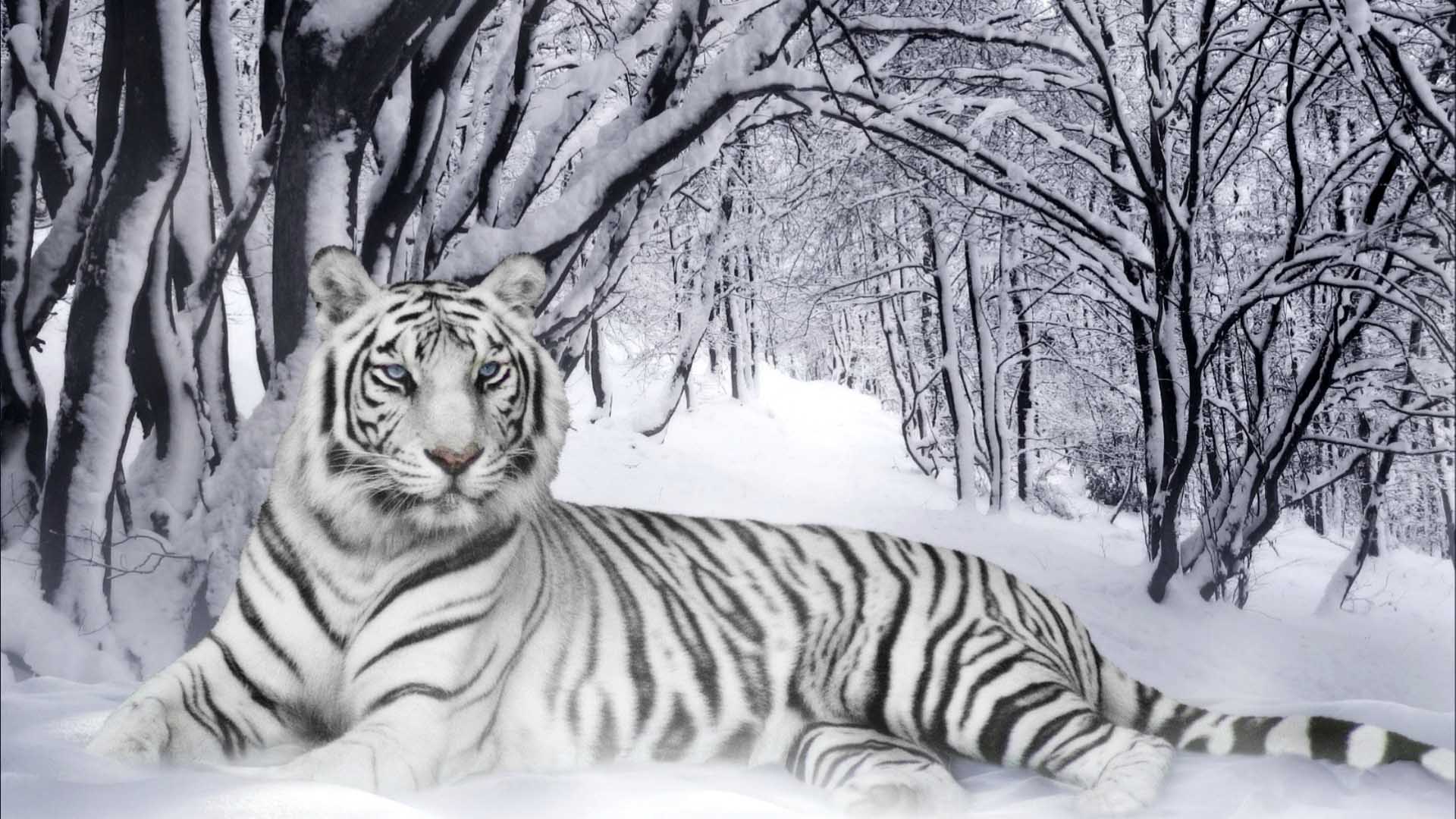 tiger hd wallpaper,tiger,tierwelt,bengalischer tiger,sibirischer tiger,felidae
