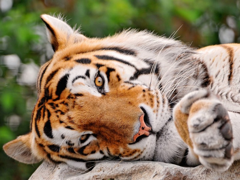 tigre fond d'écran hd,animal terrestre,tigre,faune,tigre du bengale,félidés